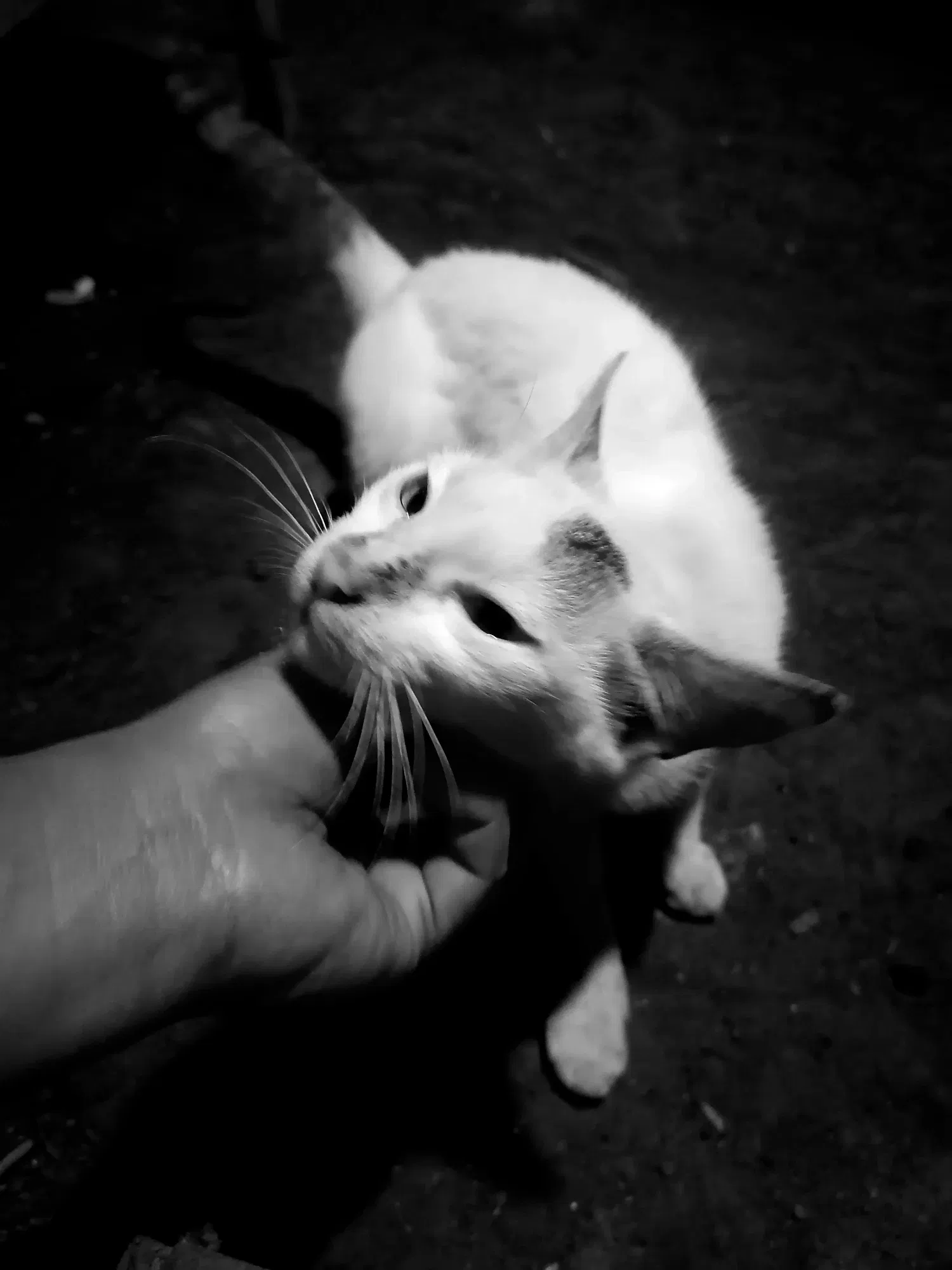 XwzmbU6EmSIYFHIx_IMG_20250326_191600_edit_10183741129173.webp