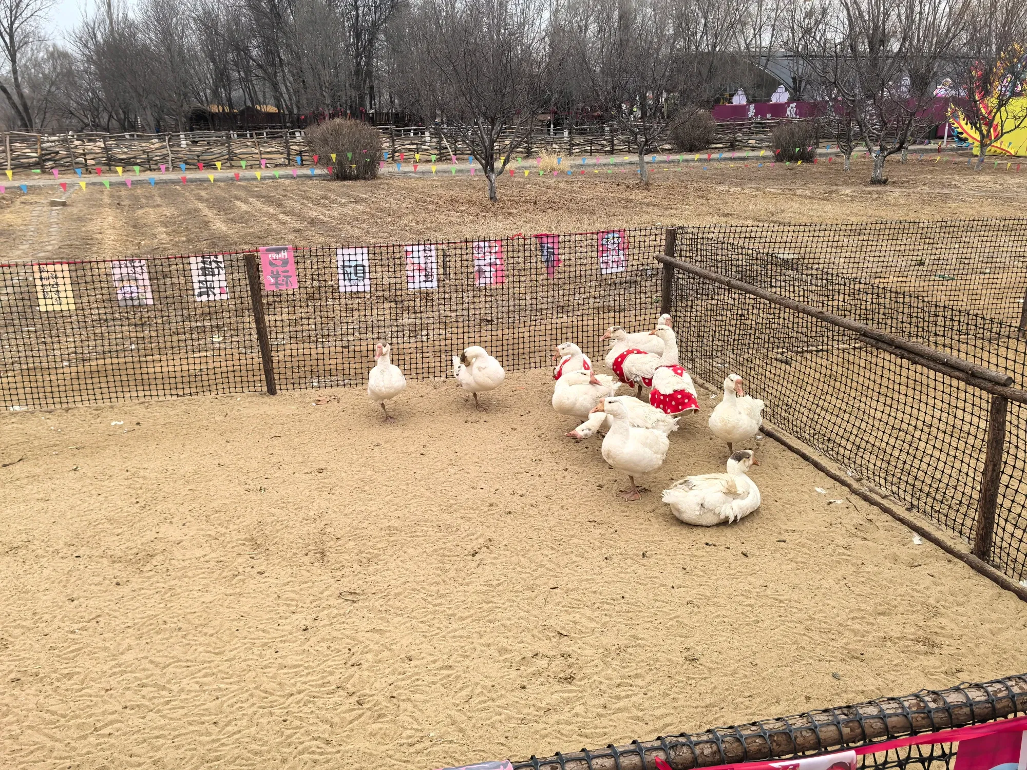集发里面除了灯会，还有可爱的动物