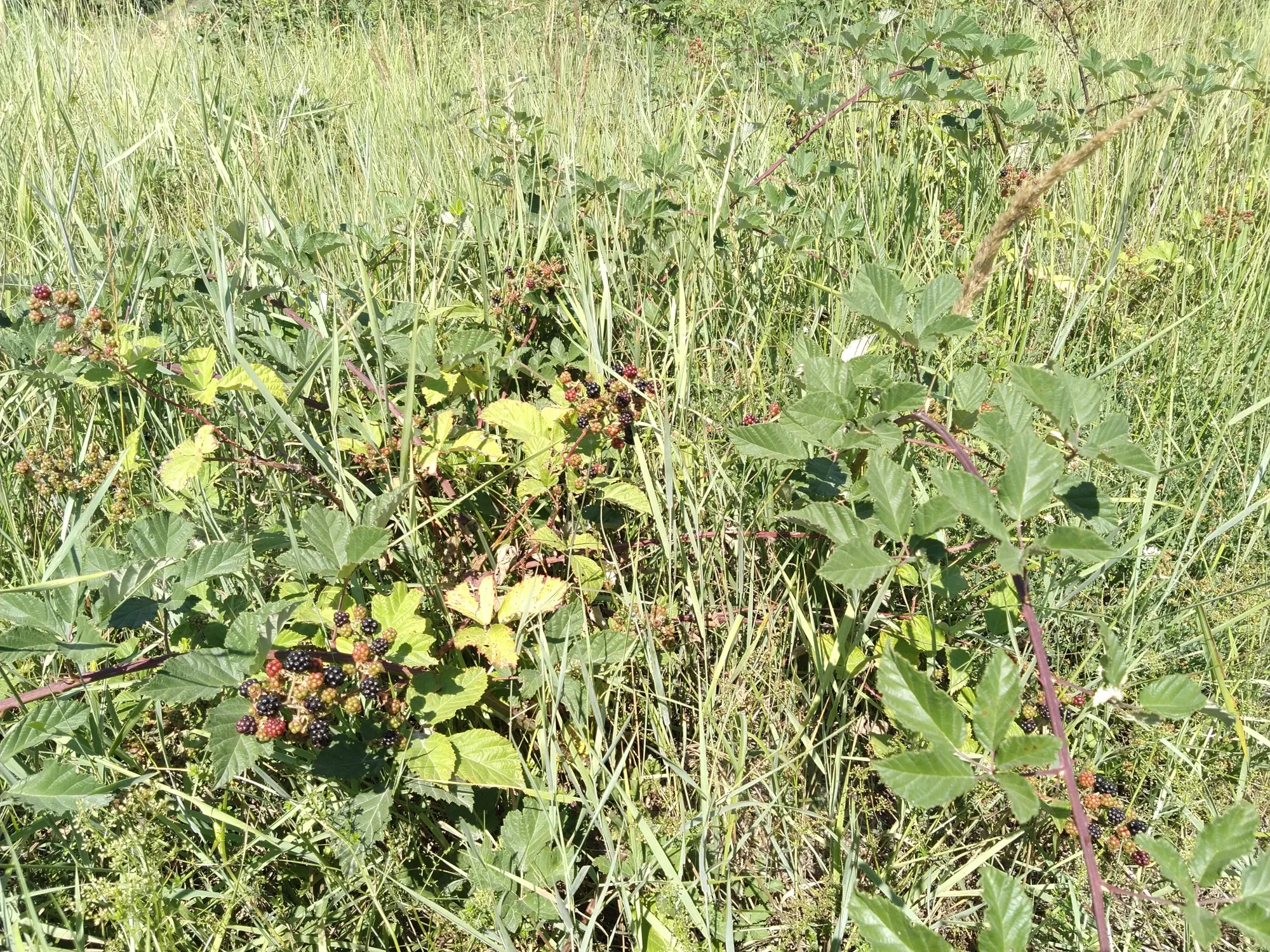 Ftapexj72oODpBza_IMG_20250802_104306.webp