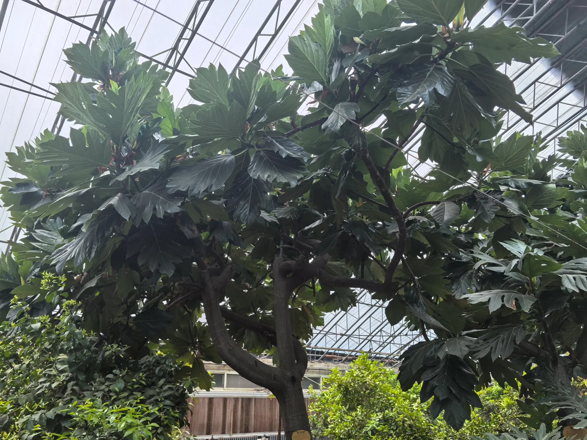 集发里面的阿美风情馆