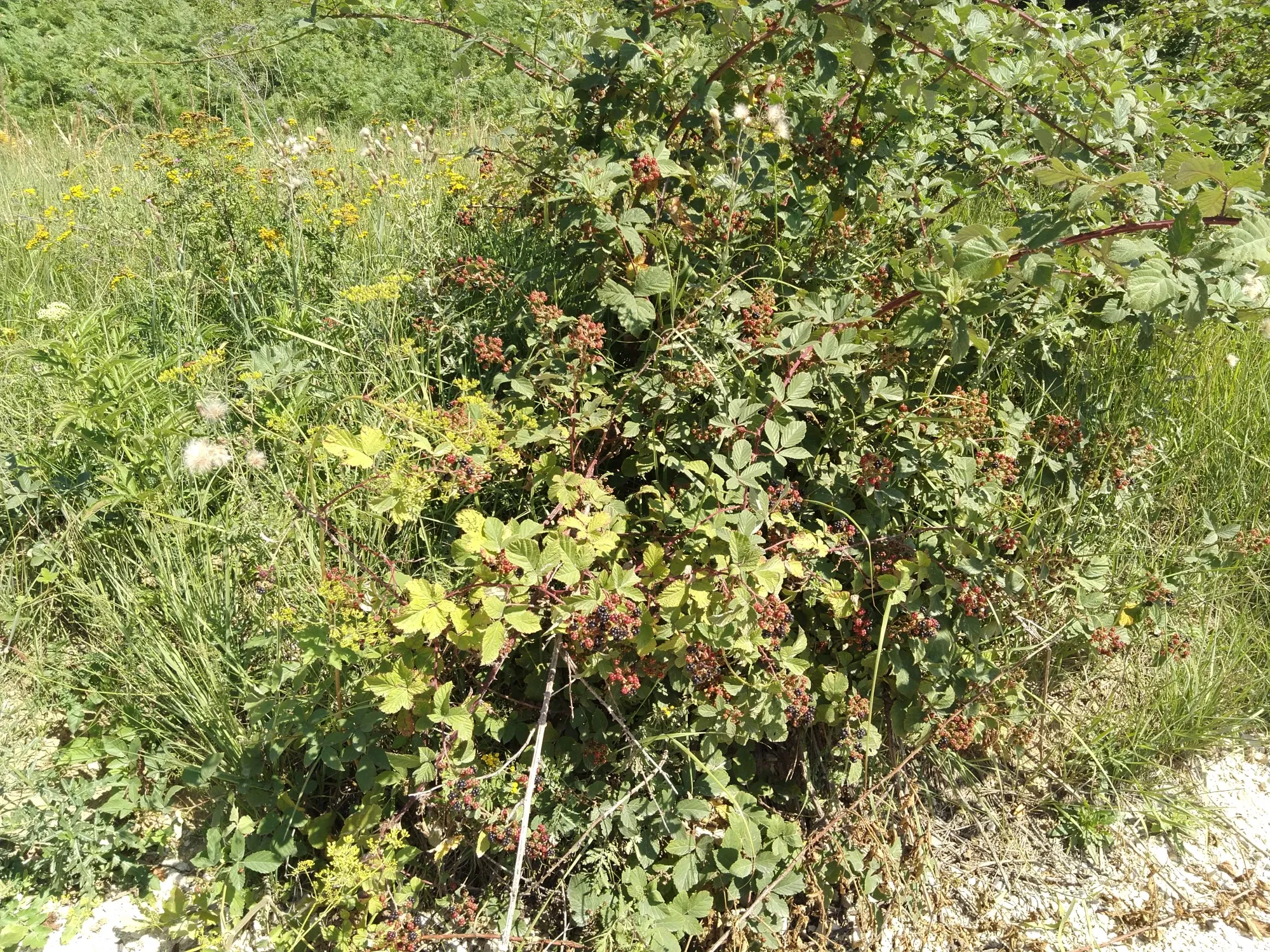 lEKrKJWM8KKOQasJ_IMG_20250802_104348.webp