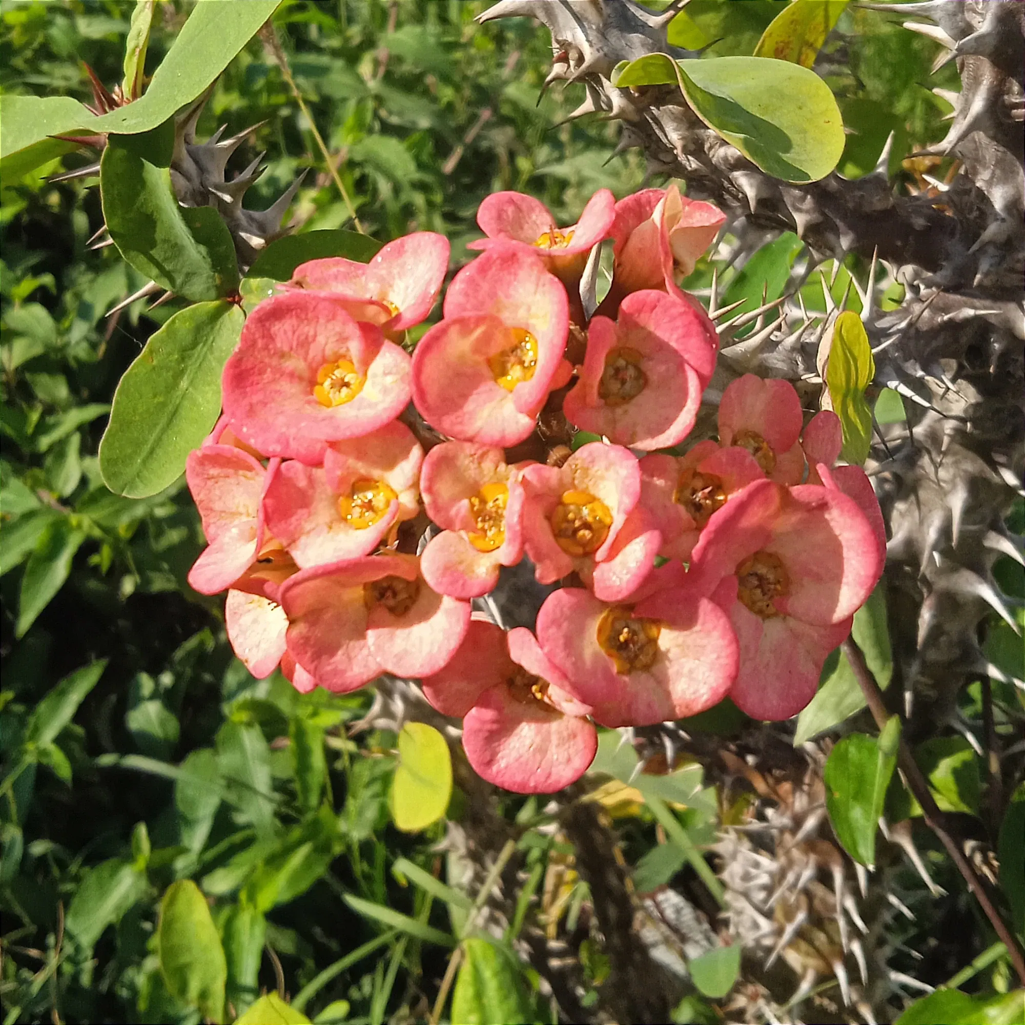 NEpezDJn1IALpl9X_IMG_20250218_162959.webp