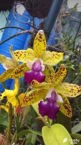 cld0umj8p00505qsza6b060at_1477.webp