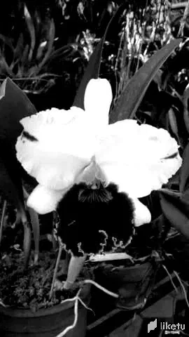 cld0ummjt006b39szcj6ha7jw_1489bw.webp