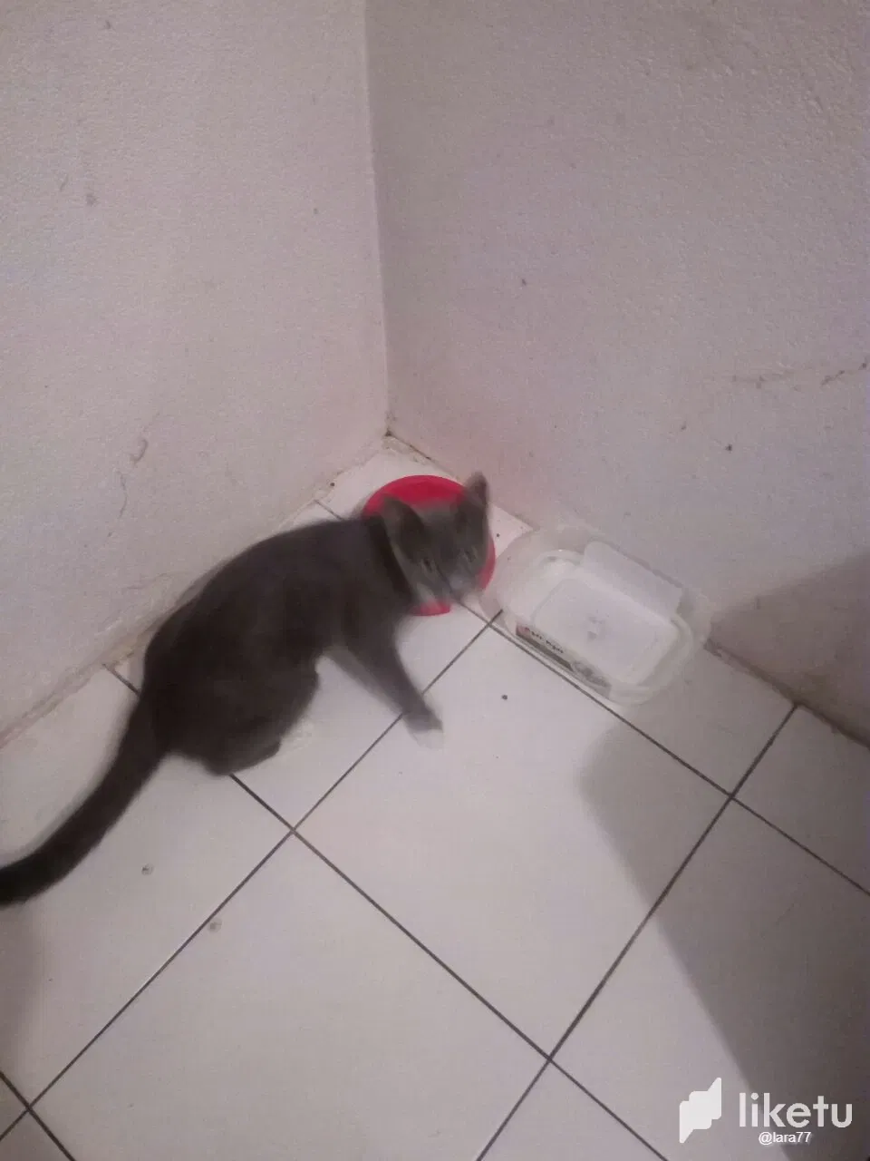 smsKezc4X9nigbKY_lara4.webp