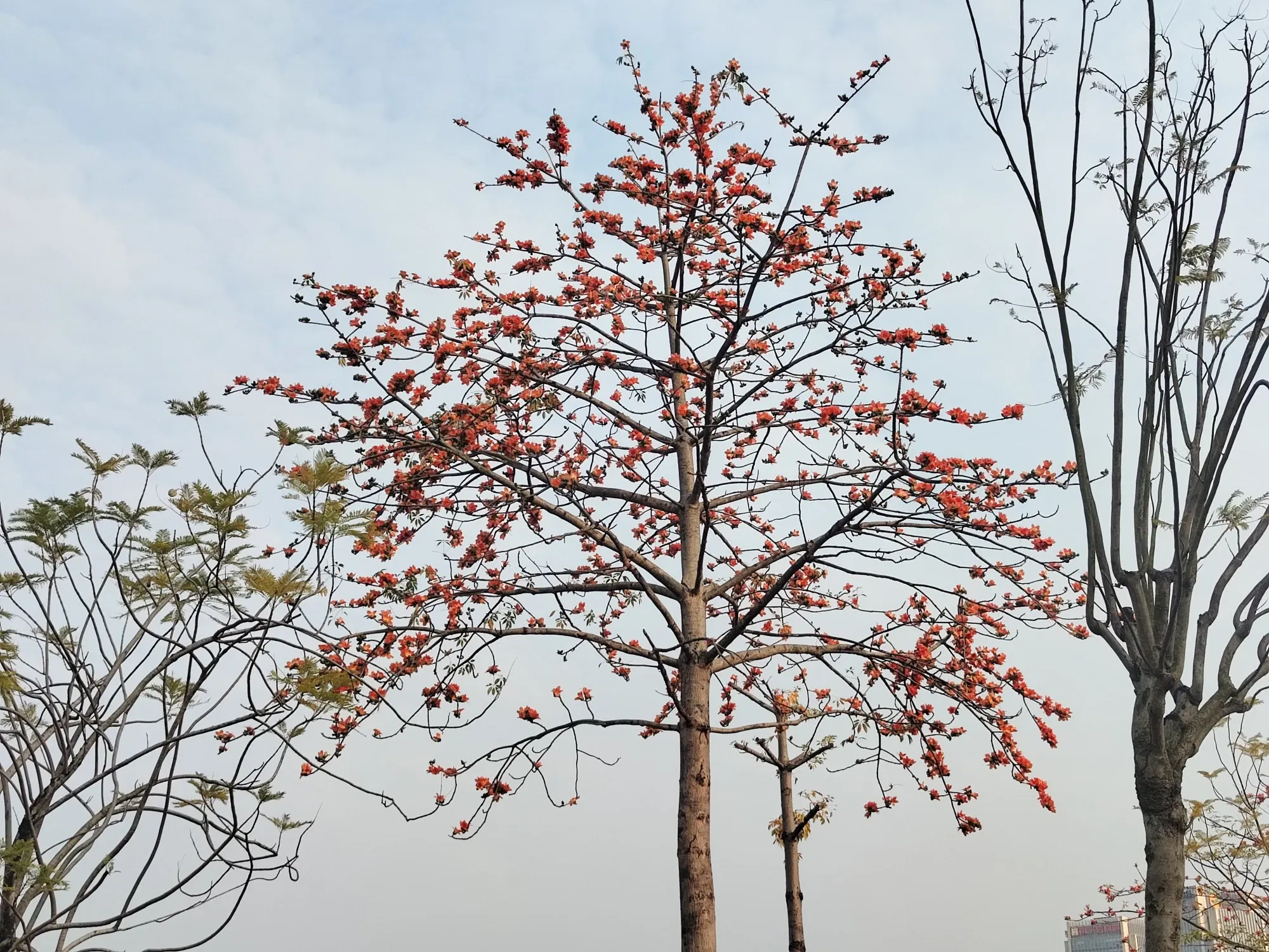 美丽的花也要有人欣赏