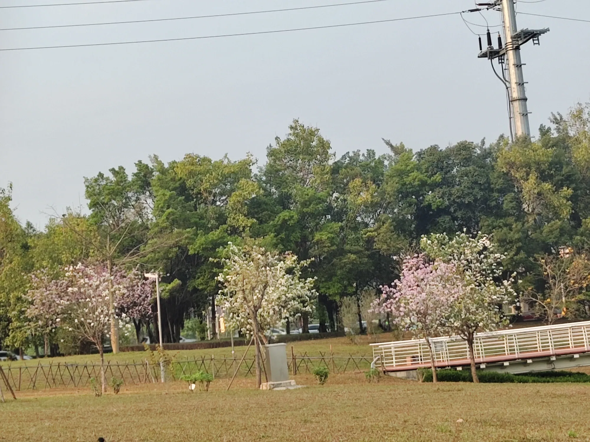 美丽的花也要有人欣赏