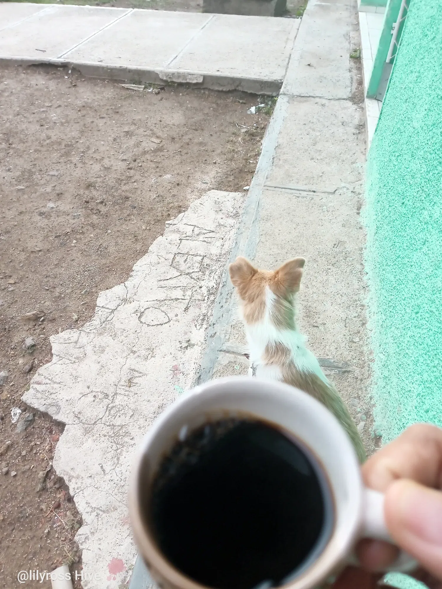 WqcatcHcMyeW3nb9_1000126738.webp