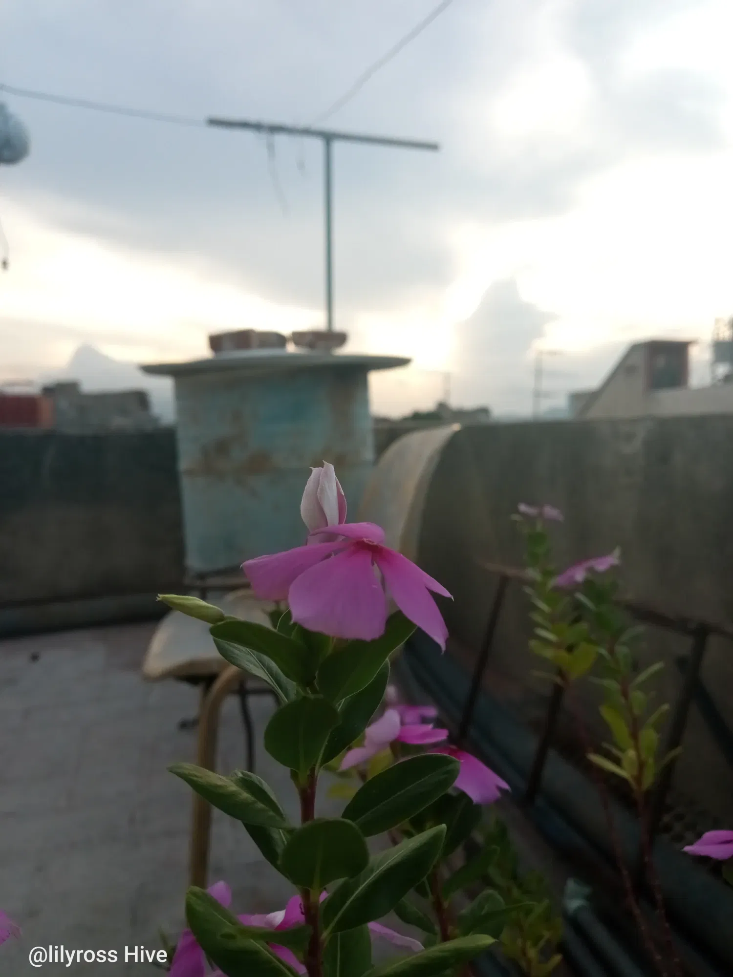 vcopGBeaTQ2lshJI_1000129906.webp