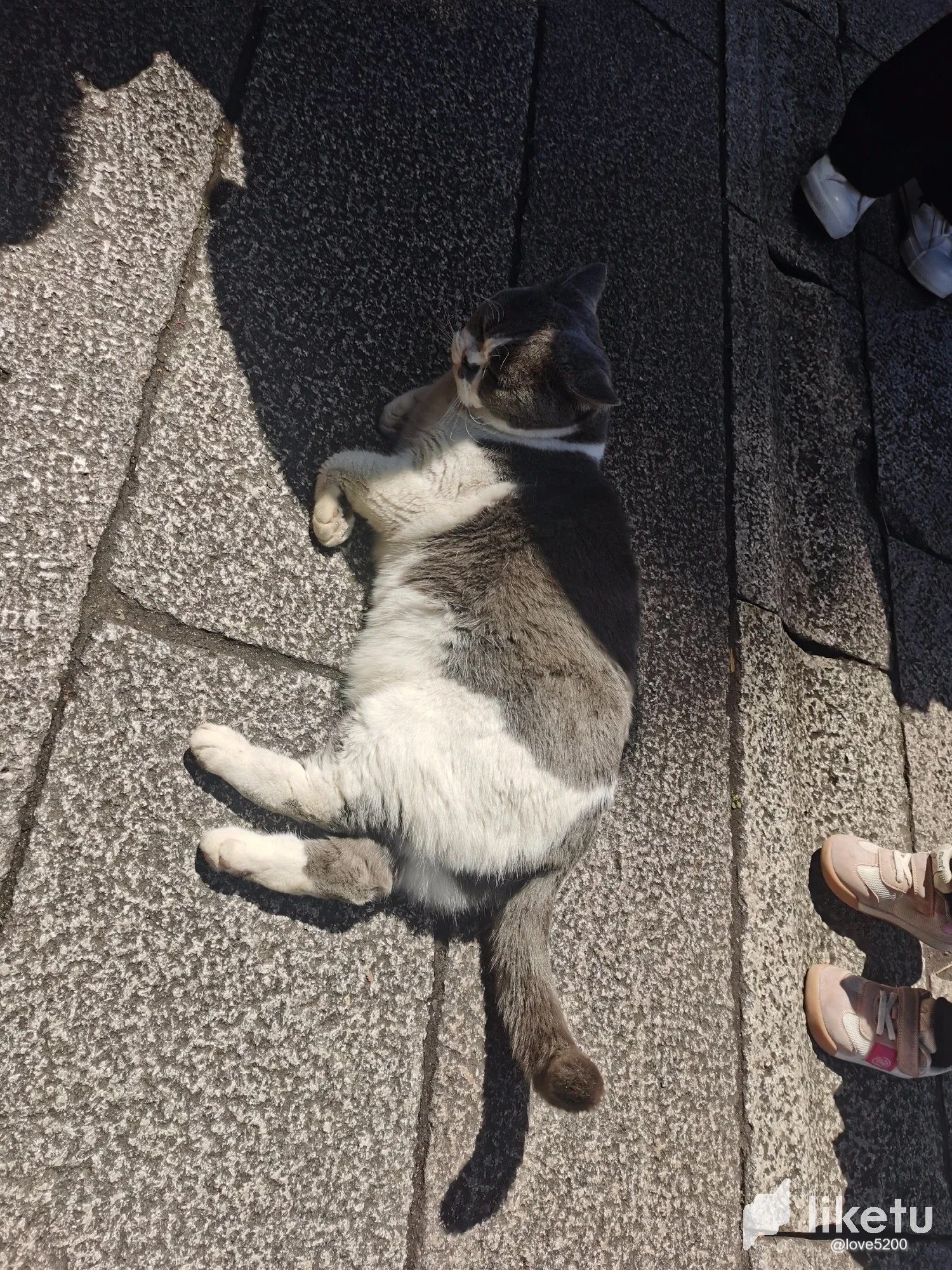 【撸猫的快乐！】•Cute cat.