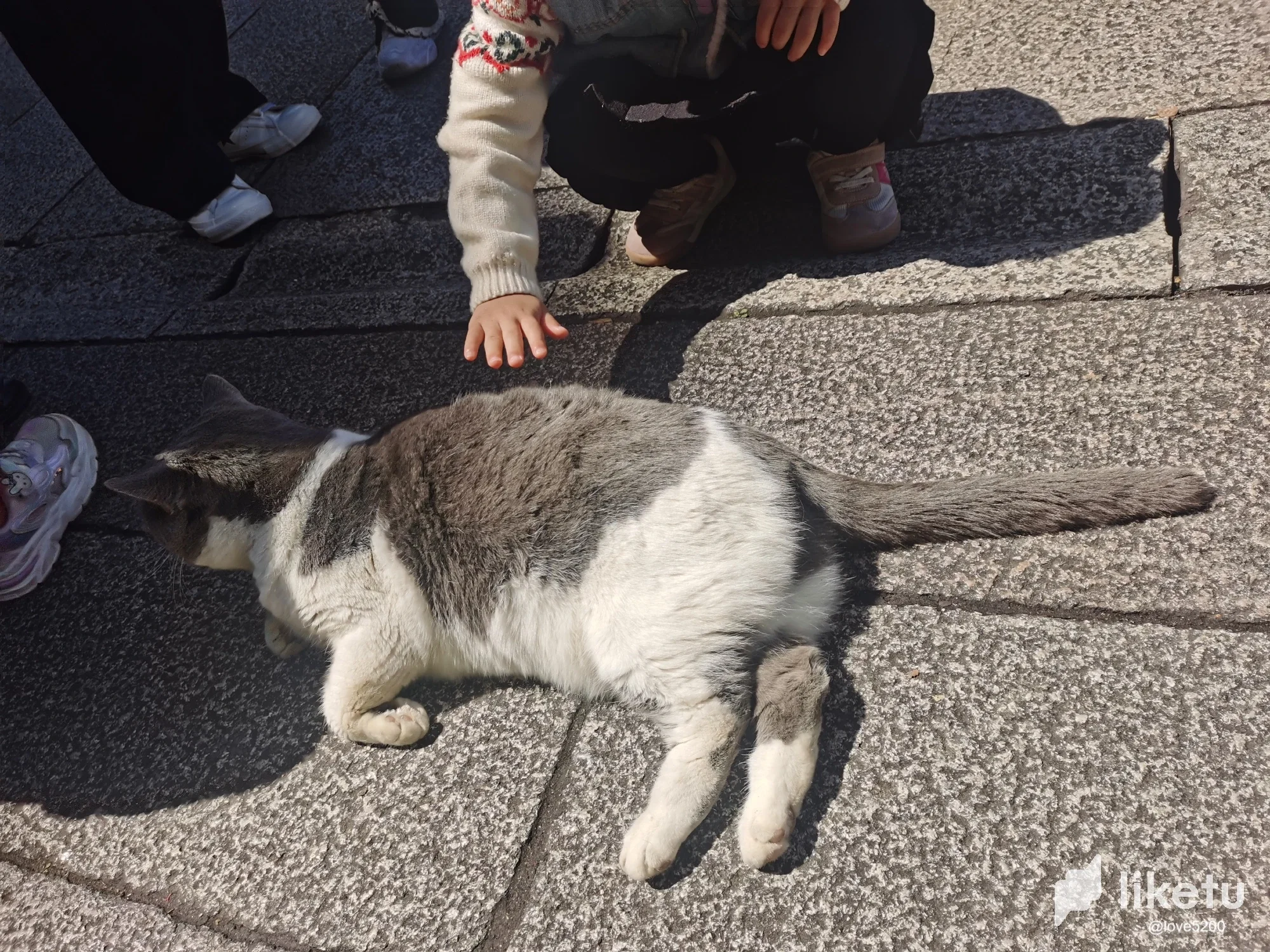 【撸猫的快乐！】•Cute cat.