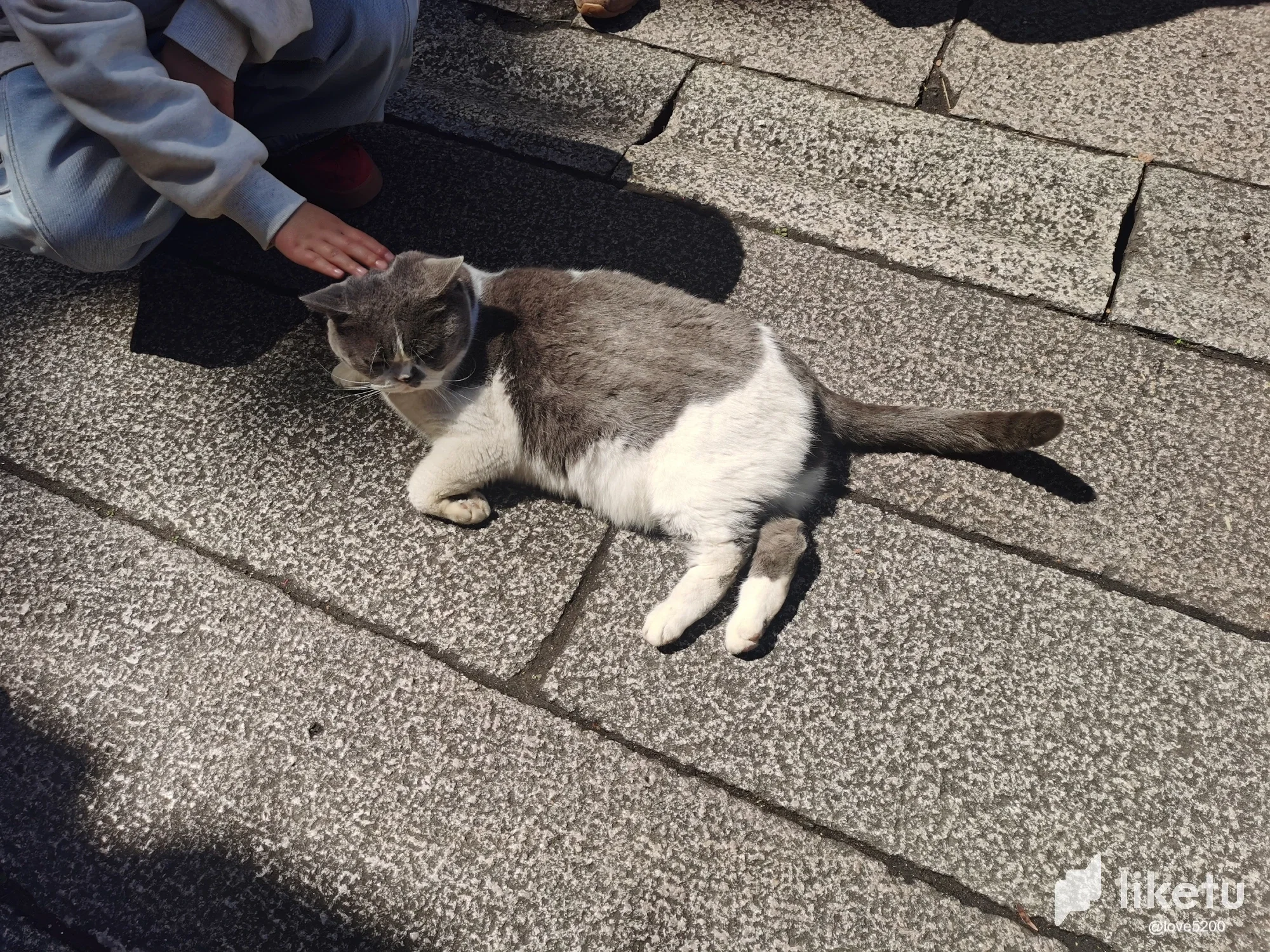 【撸猫的快乐！】•Cute cat.