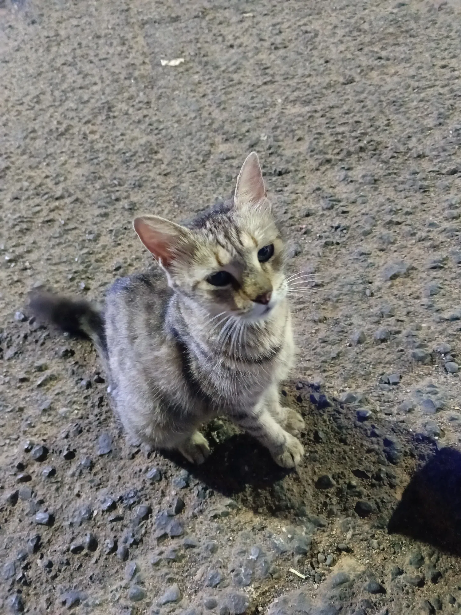 Nt8bNocnkzXSNFpR_1000364213.webp