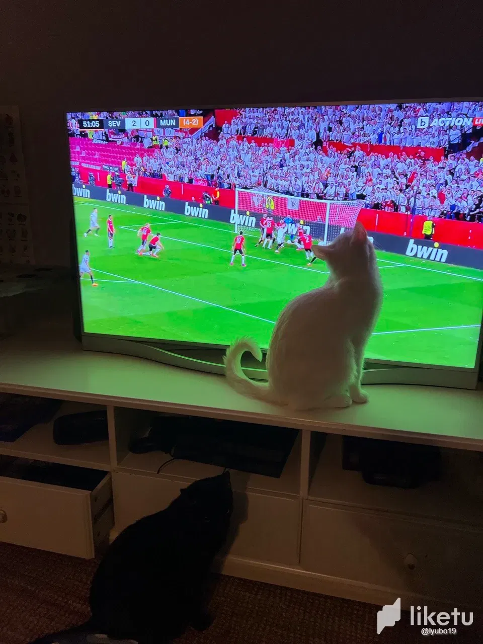 clh3a4j6s000…
Payout: 0.000 HBDCats are watching a football match
2023-04-23 06:57<liketuimages> <center> ![clgt23s6n028x5usz561obrgj_2.webp