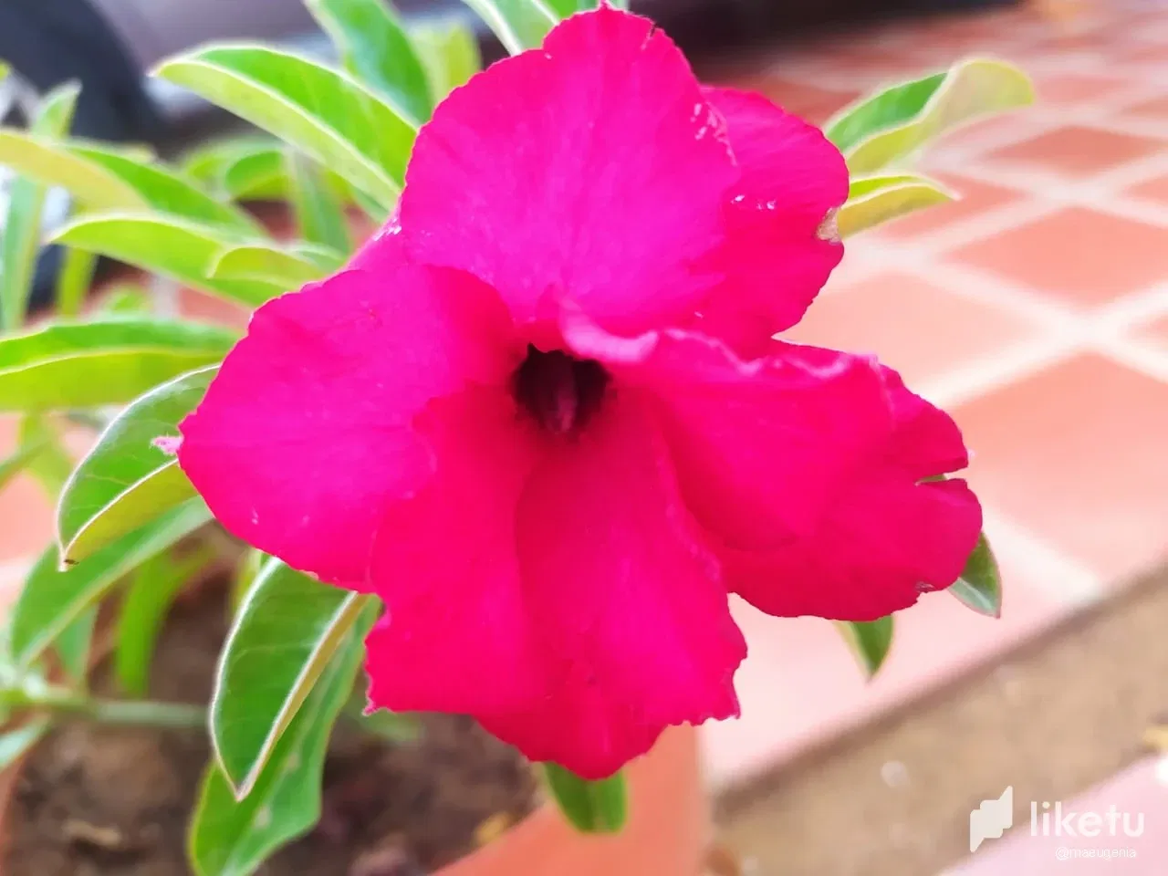 clgbdov0r01er4asz9ijx93cm_4.webp