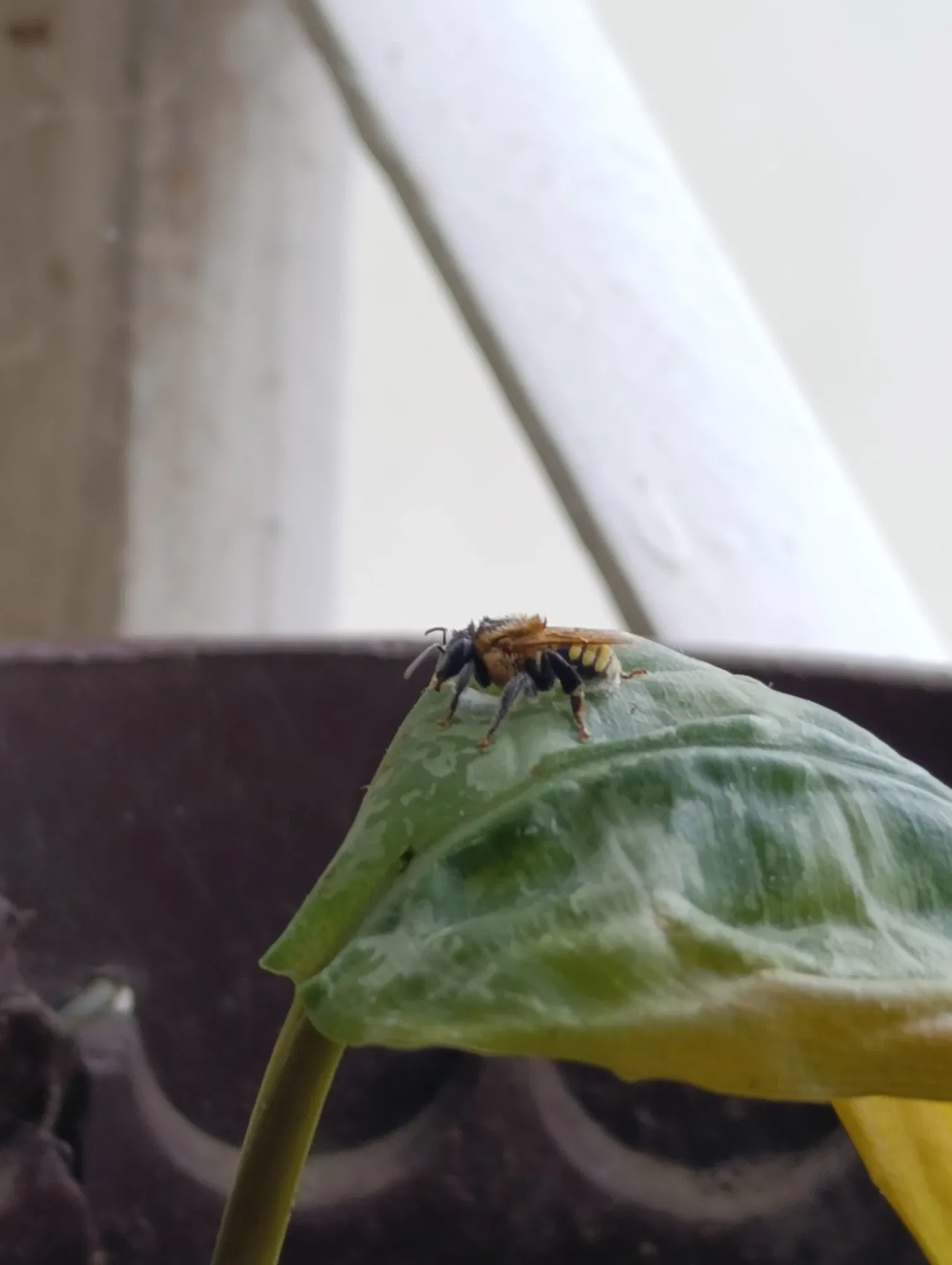 Abeja sin aguijón / Stingless bee [ESP/ENG]