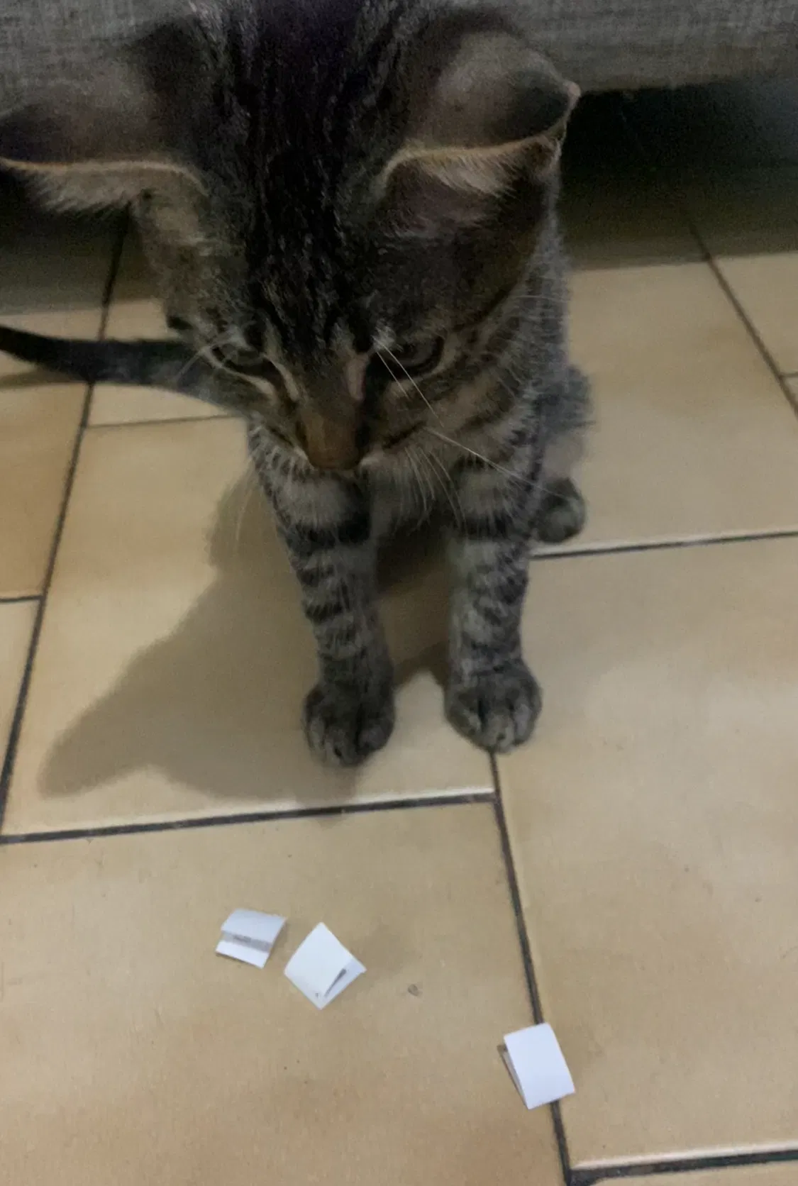 Eligiendo sus propios nombres 😻✨[ESP/ENG]