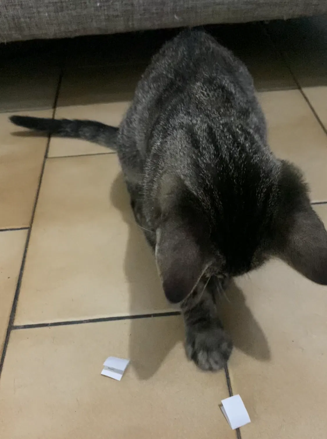 Eligiendo sus propios nombres 😻✨[ESP/ENG]