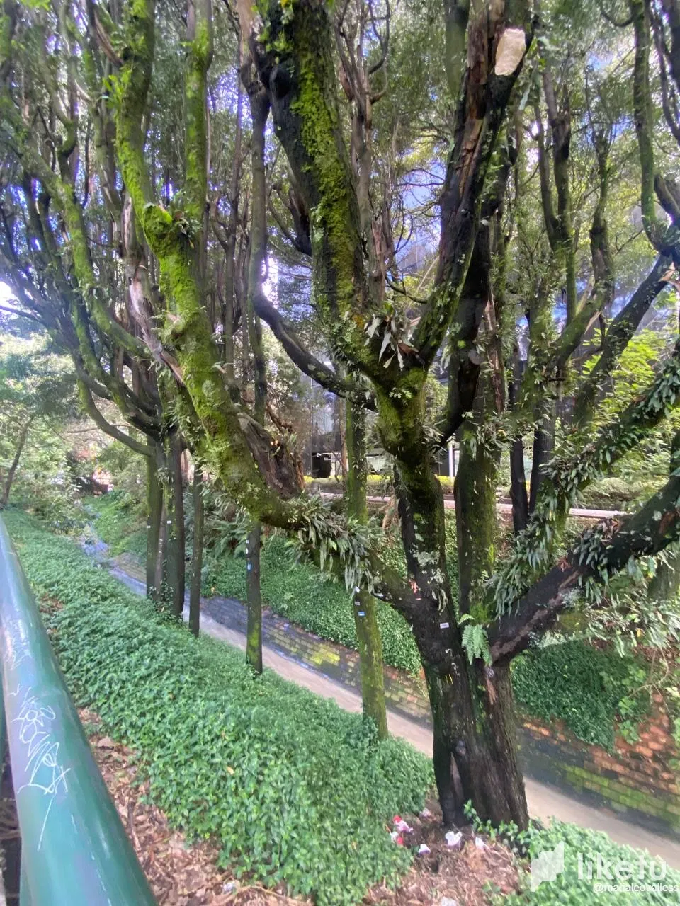 Virrey Park expedition at Bogota DC.