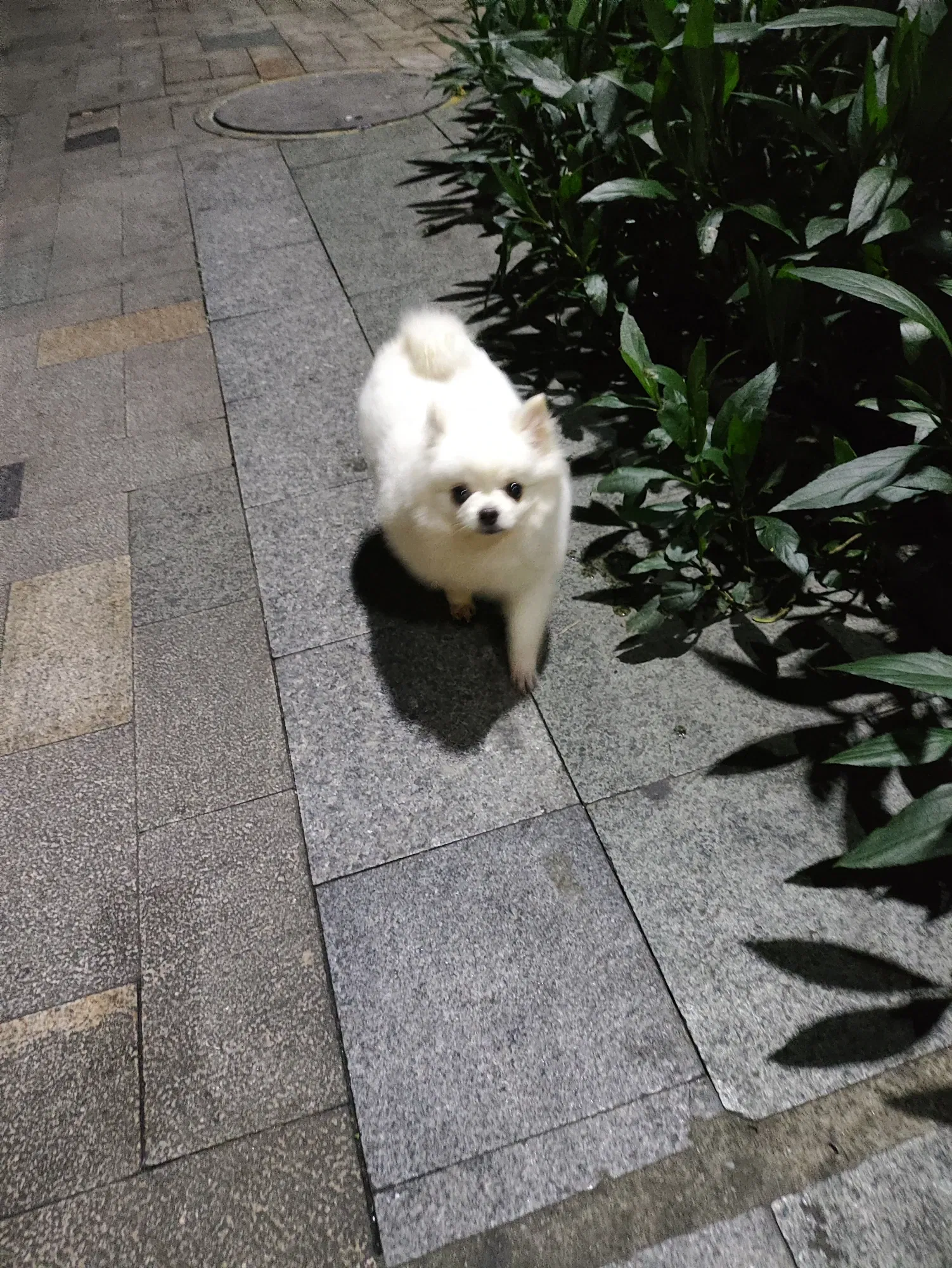 oMiajhYF8lhWXP4G_1000180210.webp