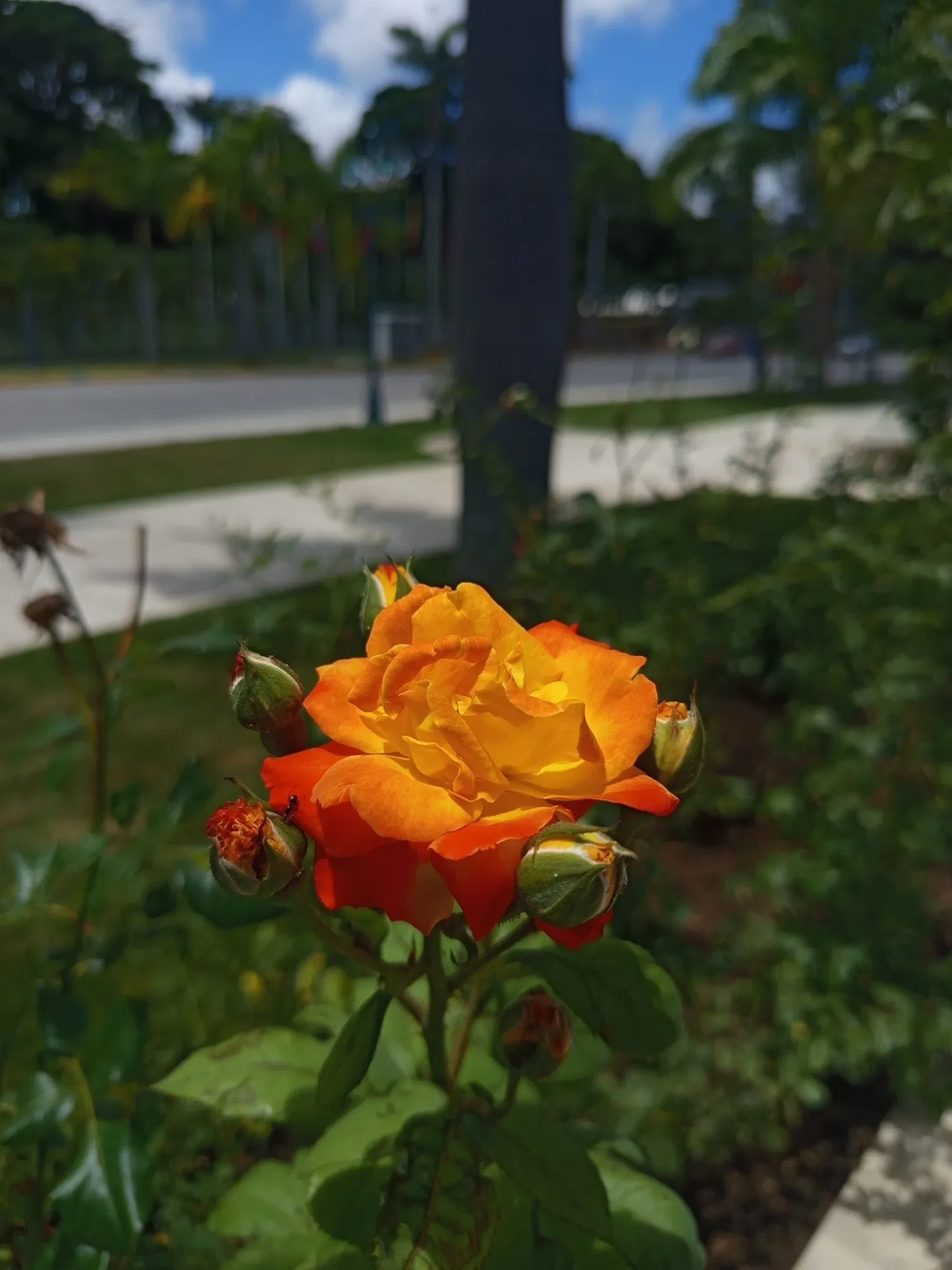 Image from post