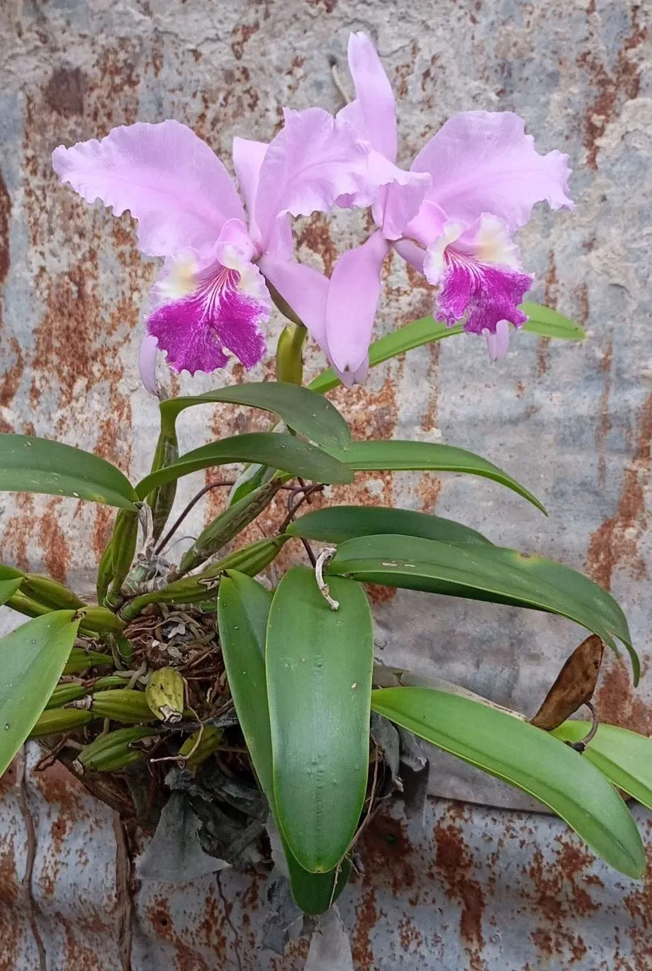 v5rsv62zeYfQC8rm_1000100935.webp