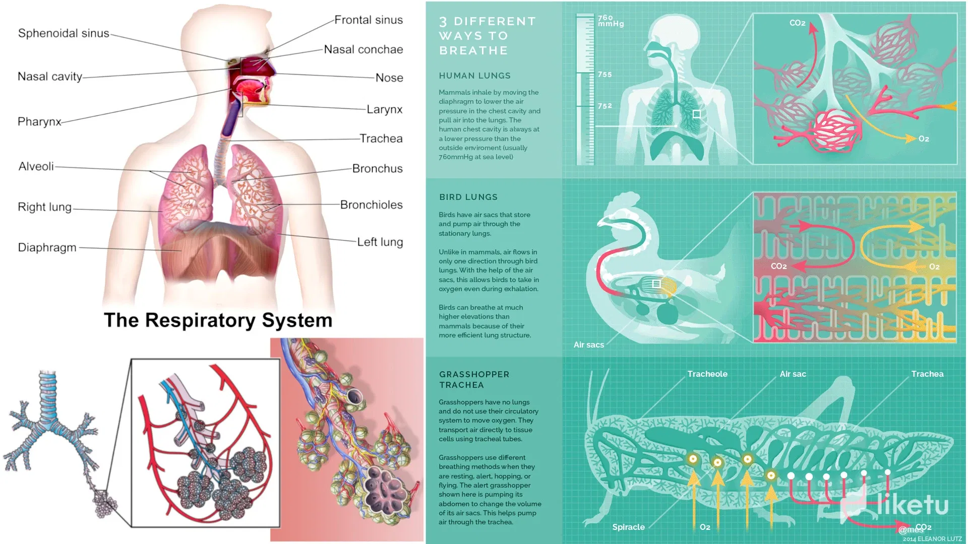 Animal Form and Function: Breathing