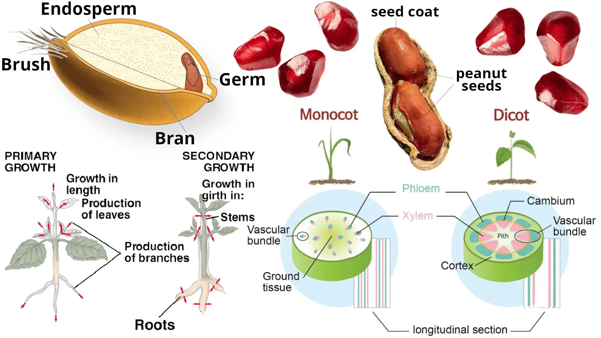 MZss7QOzczMtFrYo_35_Plant_Development.webp