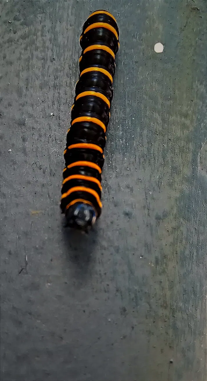 2INNYrwqVSo9kKxm_2.webp