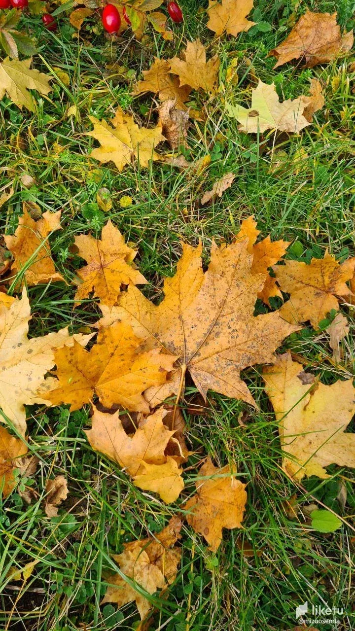 cl9n94m2d00oh15kc2l10fif9_photo_2022-10-24_22-23-32.webp
