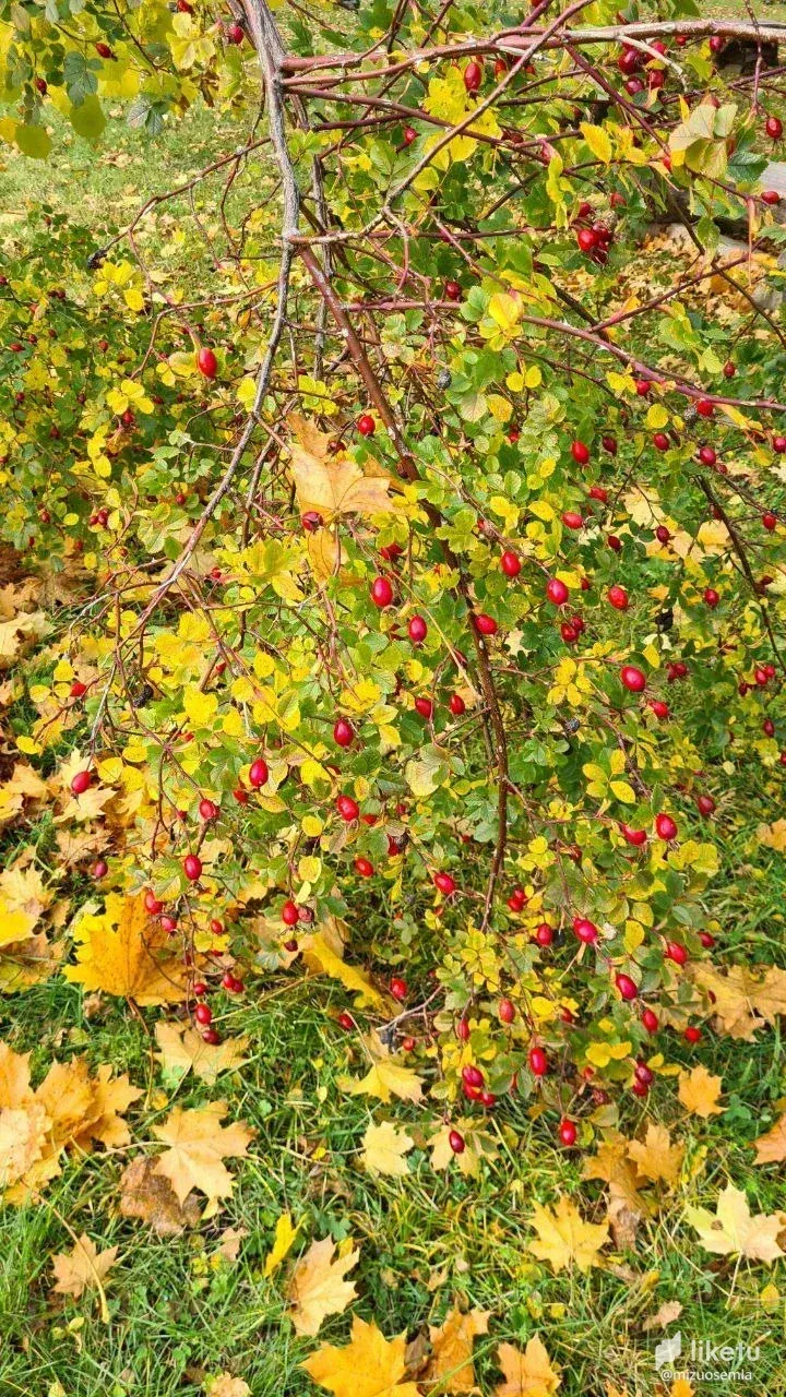 cl9n94og400ql1tkcgz4d84v6_photo_2022-10-24_22-23-54.webp