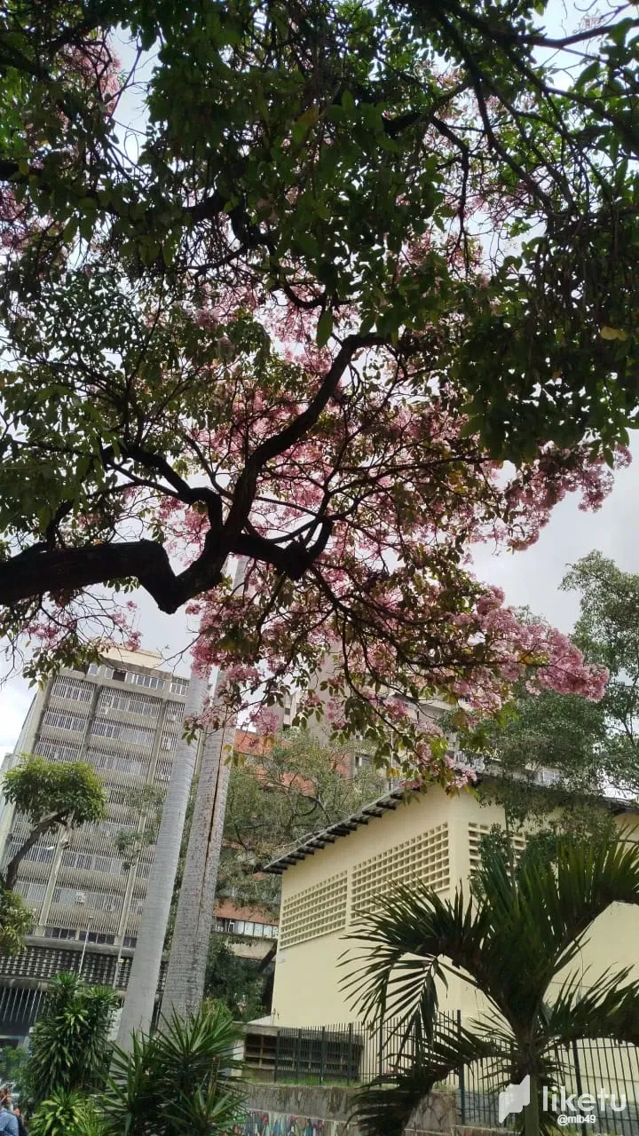 2dhD3rK5NNqKxxkL_WhatsApp_Image_2025-04-15_at_10.05.56_AM.webp