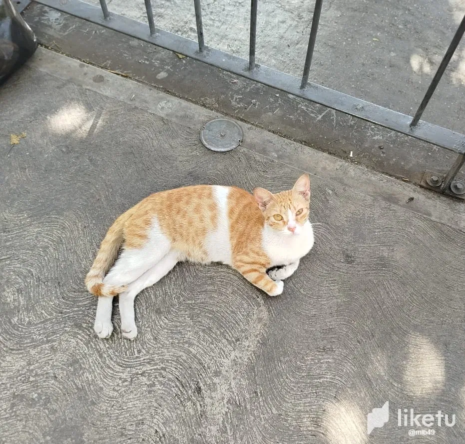 m9OP5KFypPLUj4qr_WhatsApp_Image_2025-04-13_at_4.23.26_PM_2.webp