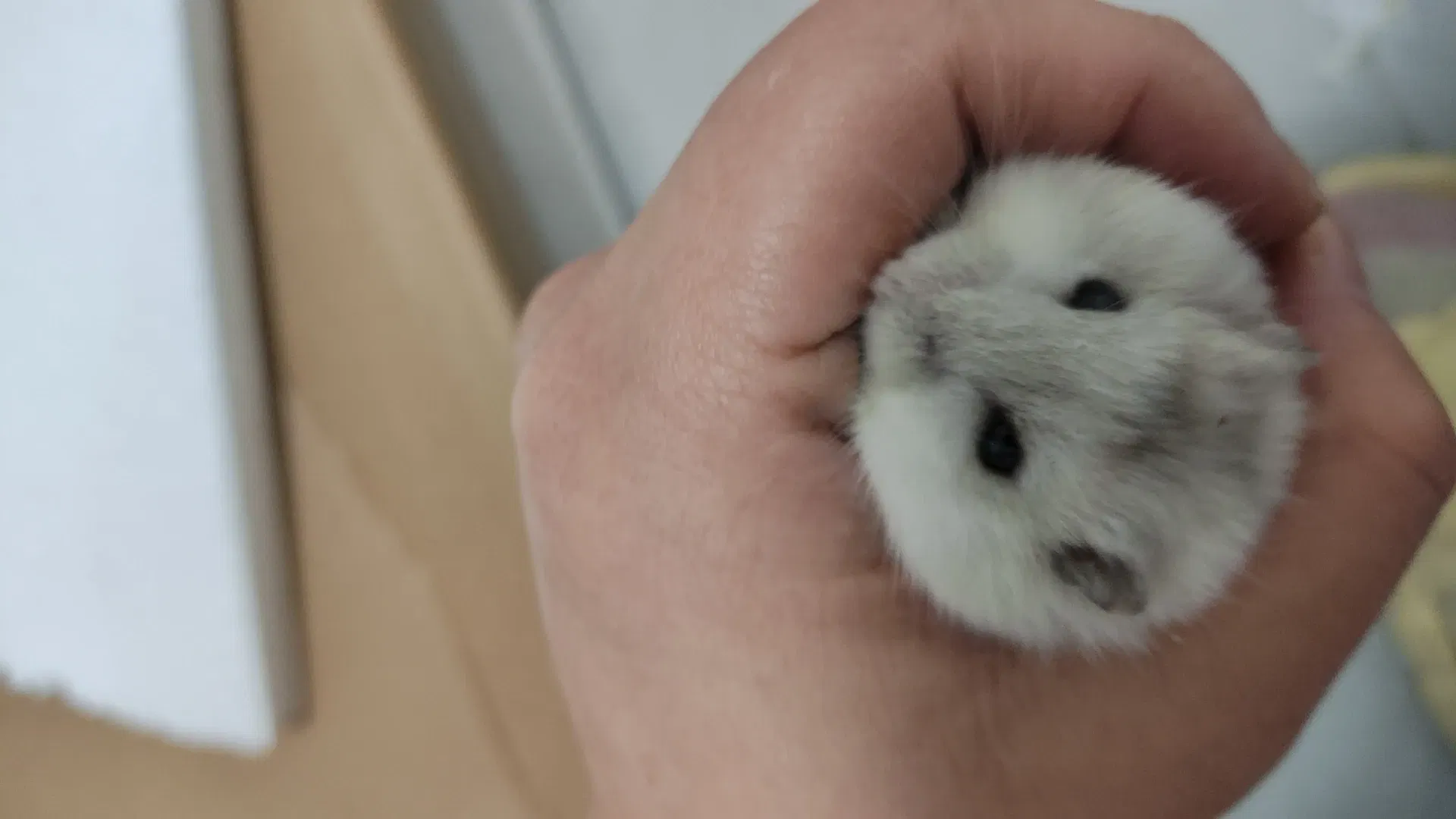 希望小白球可以多陪我一段时间