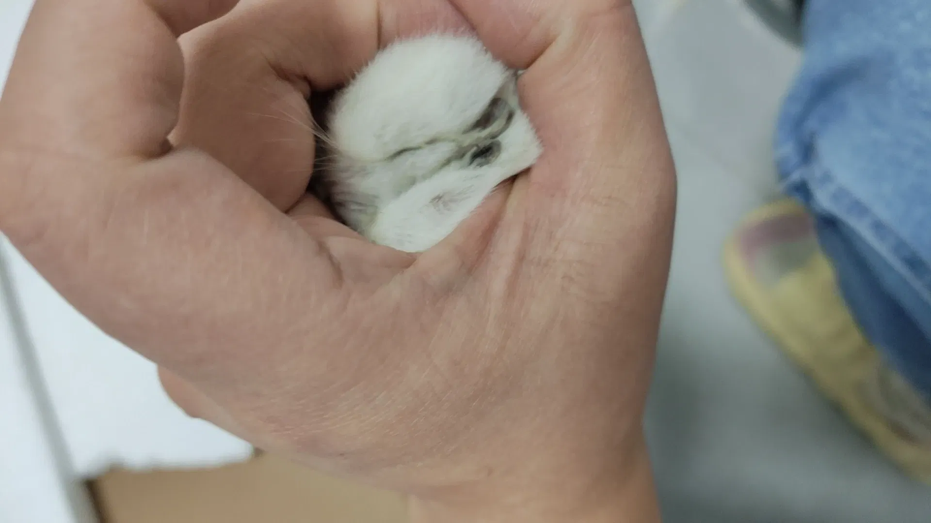 希望小白球可以多陪我一段时间