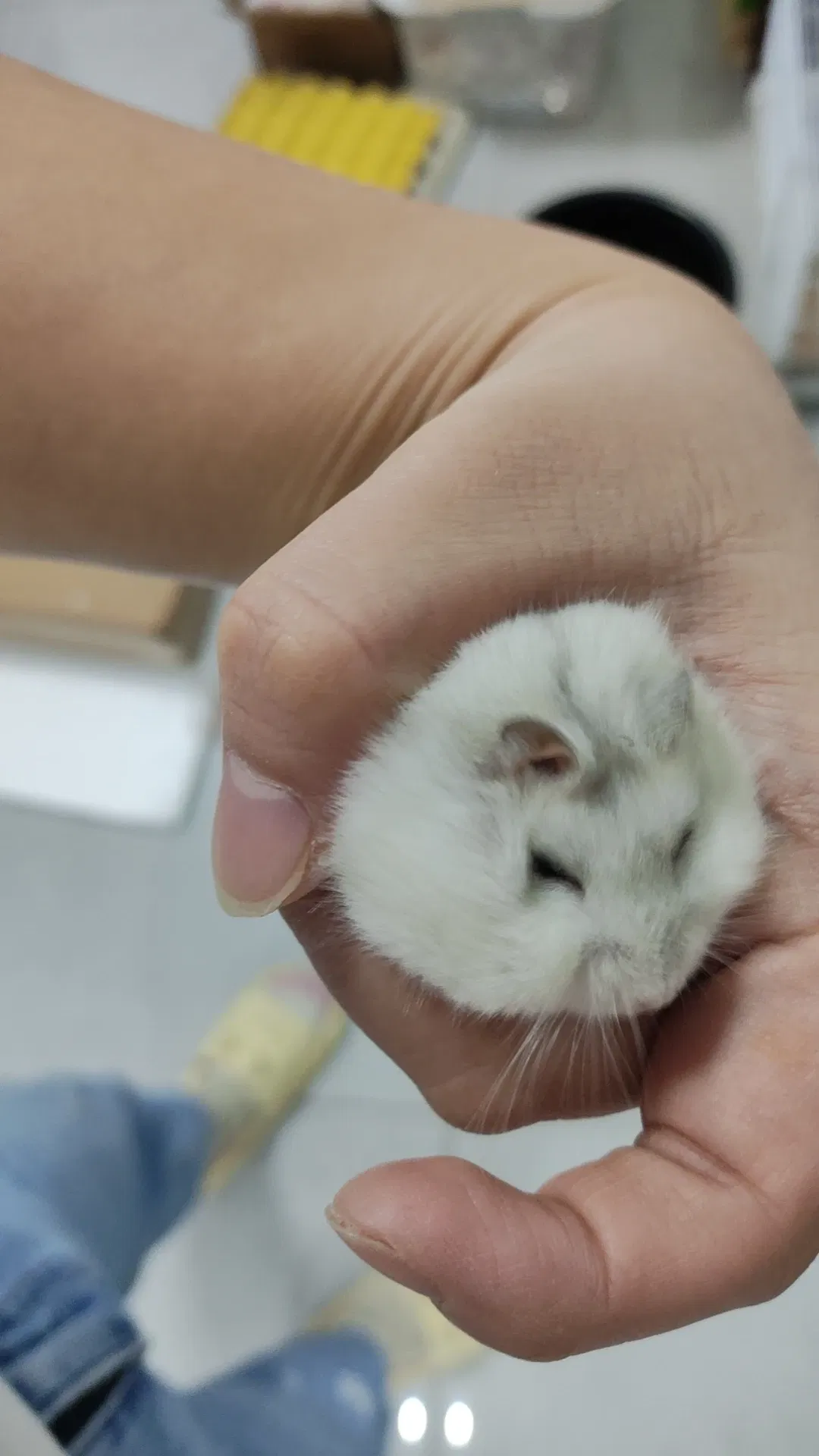 希望小白球可以多陪我一段时间