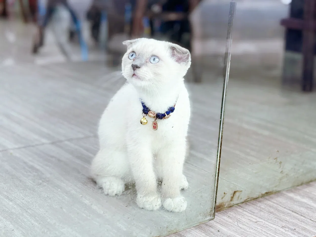 「Vicky's Life」生活碎片｜散步偶遇小暹罗猫，不愧是猫中哈士奇呀🐈