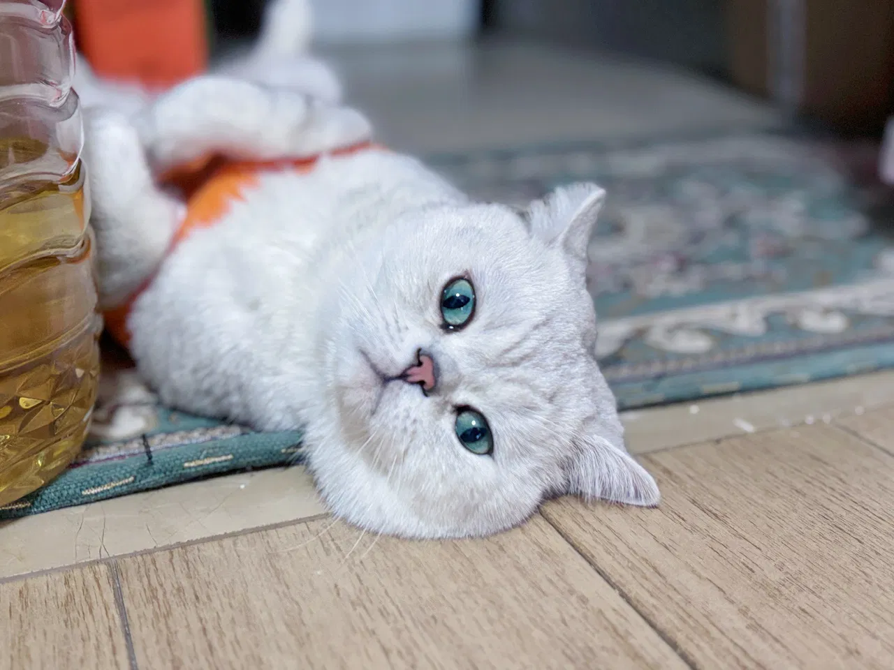 Xb6IIVMfeanJnkWi_IMG_0772.png