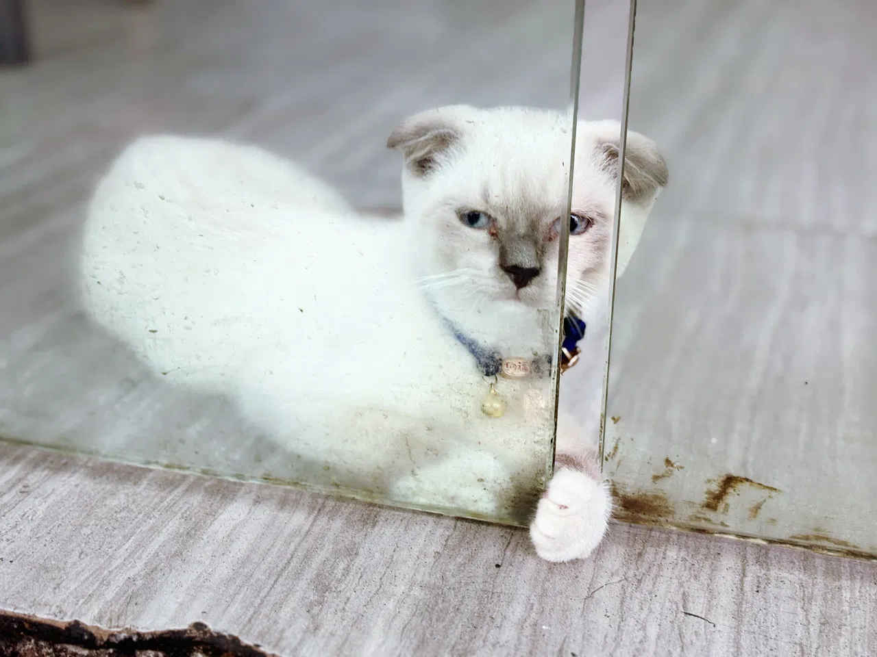 「Vicky's Life」生活碎片｜散步偶遇小暹罗猫，不愧是猫中哈士奇呀🐈