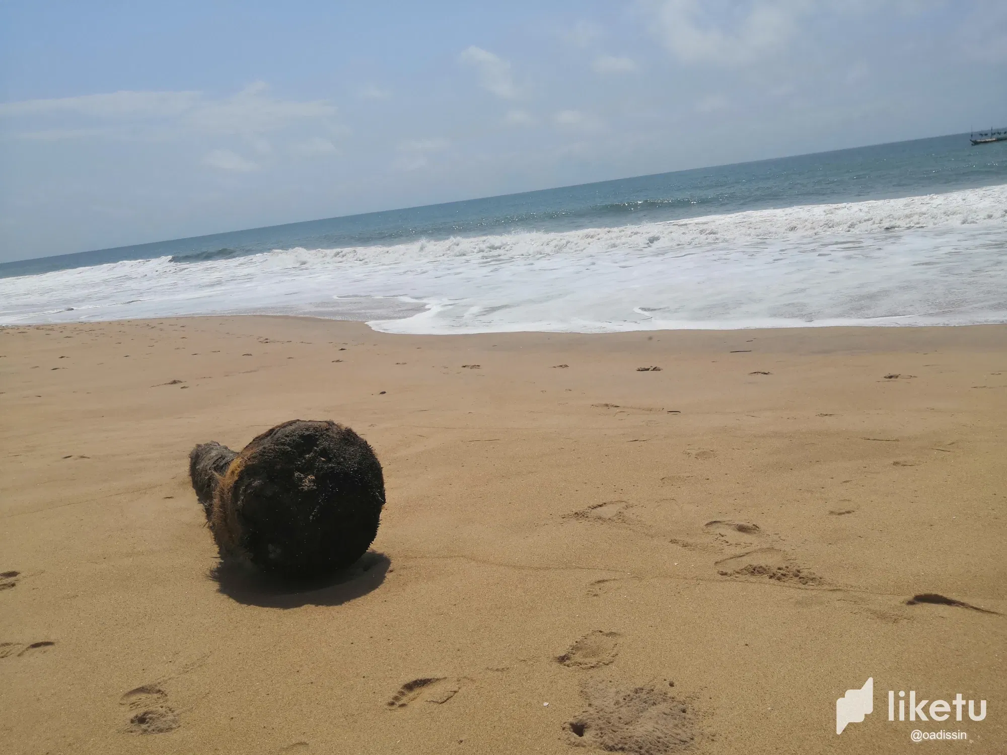 Beach Walk Discovery Episode 2: Palm tree on the shore