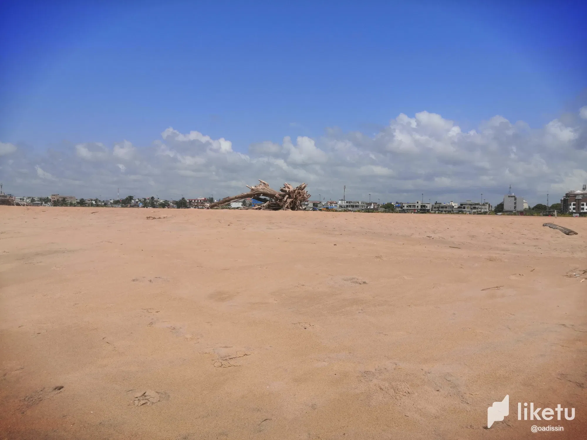 Beach Walk Discovery Episode 2: Palm tree on the shore