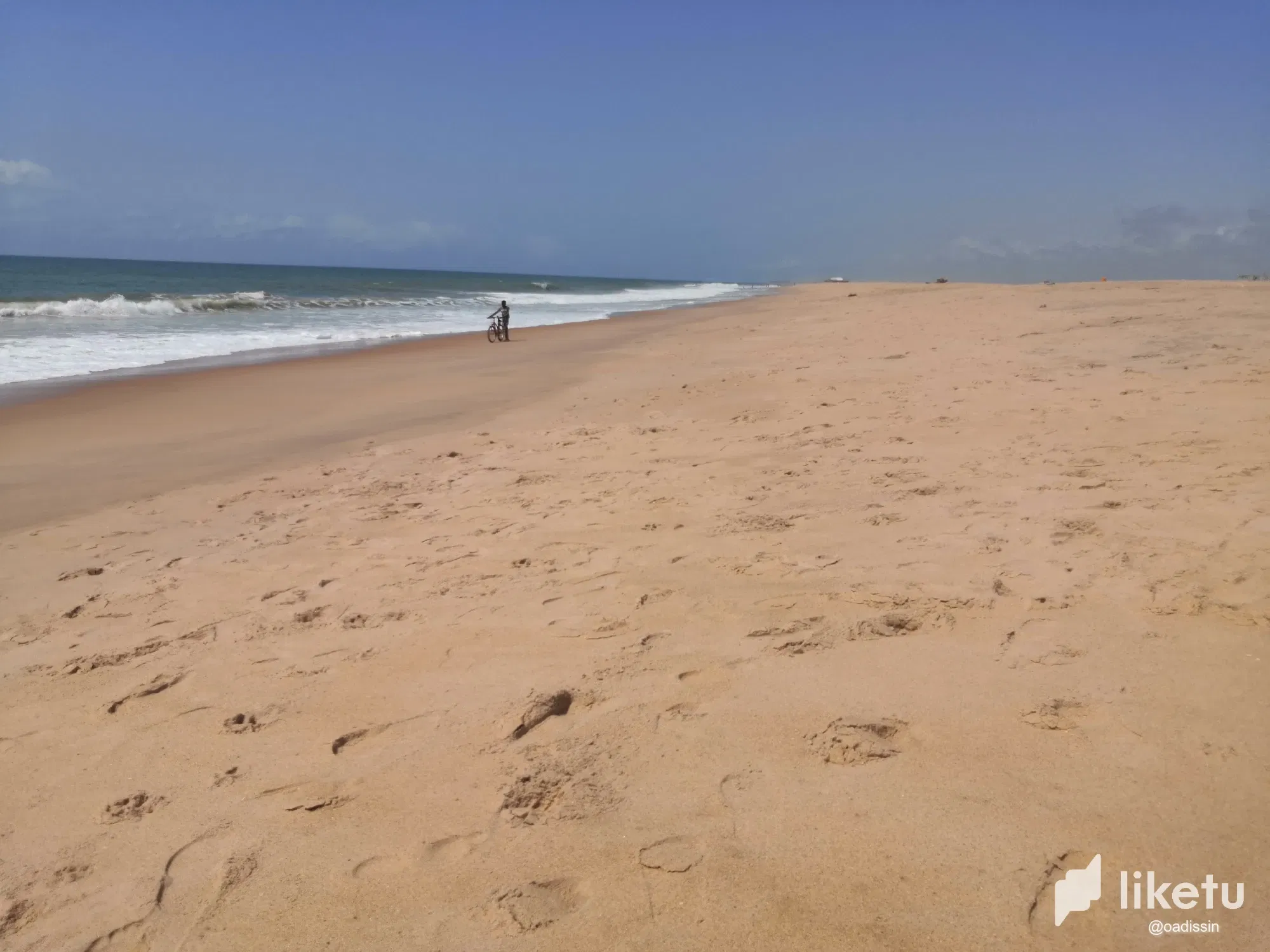 Beach Walk Discovery Episode 2: Palm tree on the shore