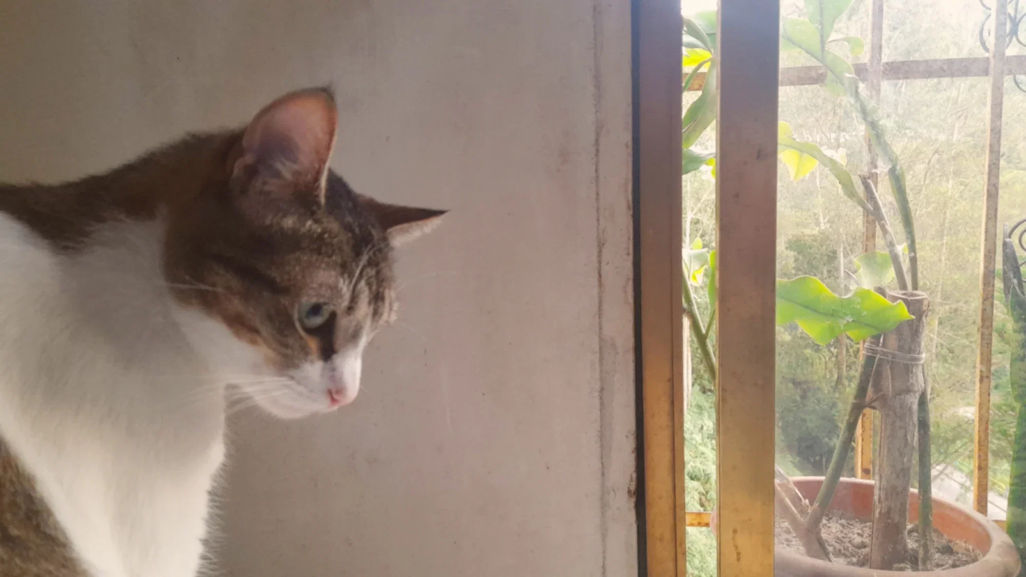 Año nuevo, gatos grandes | New year, big cats