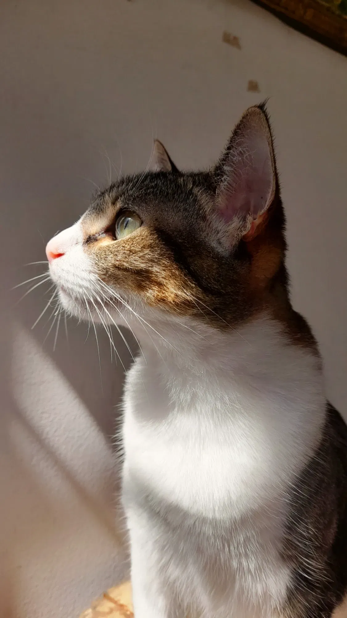 La belleza de Jade | The beauty of Jade