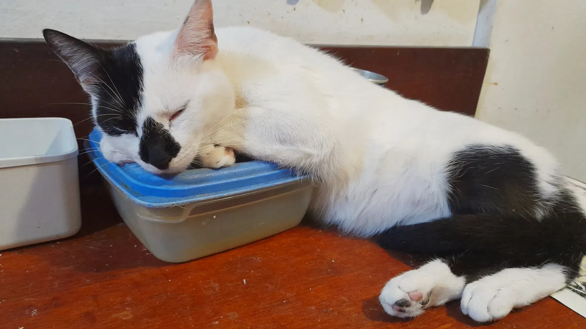 Gatitos blanco y negro | Black and white cats