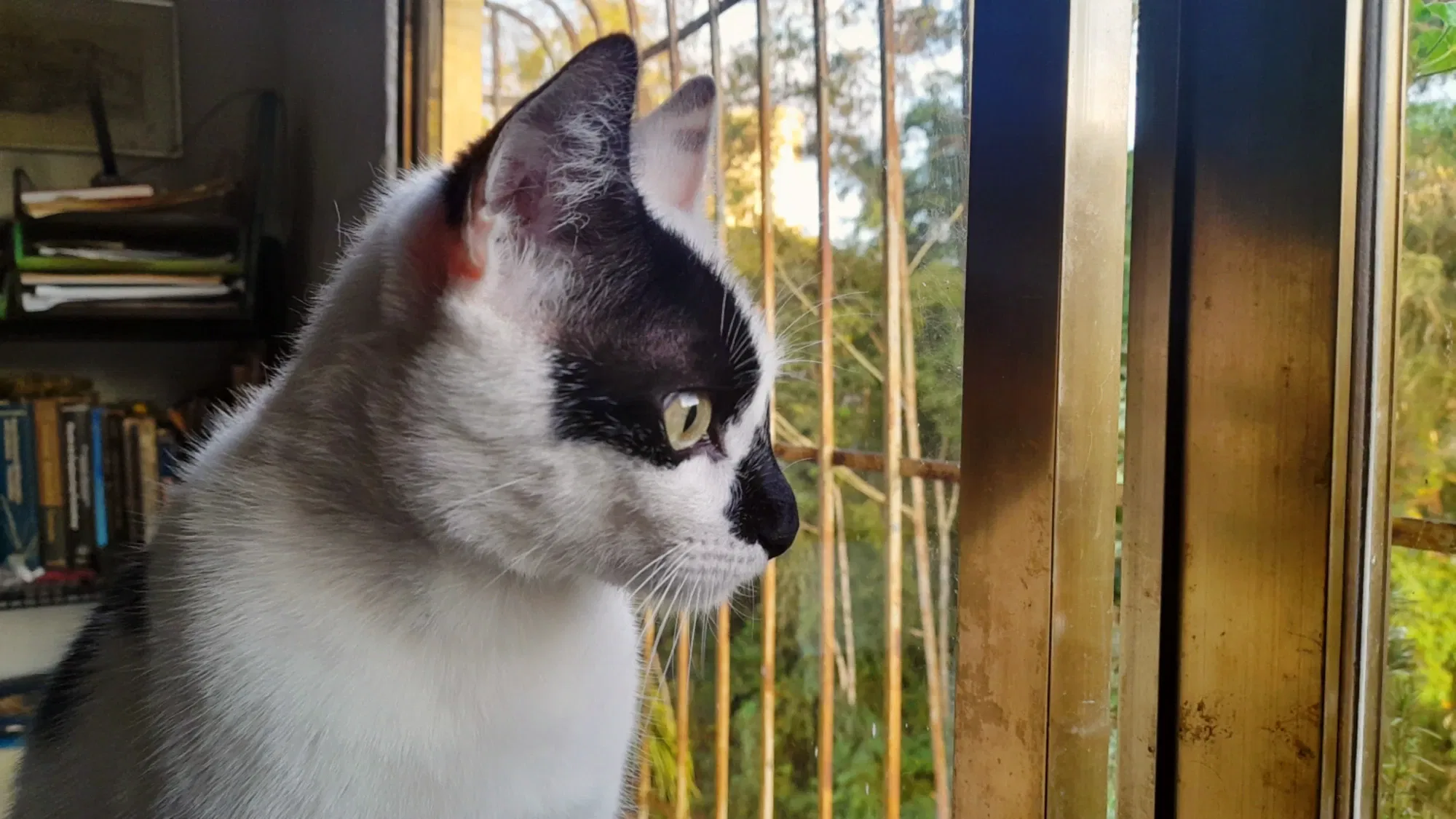 Gatos amorosos | Loving cats