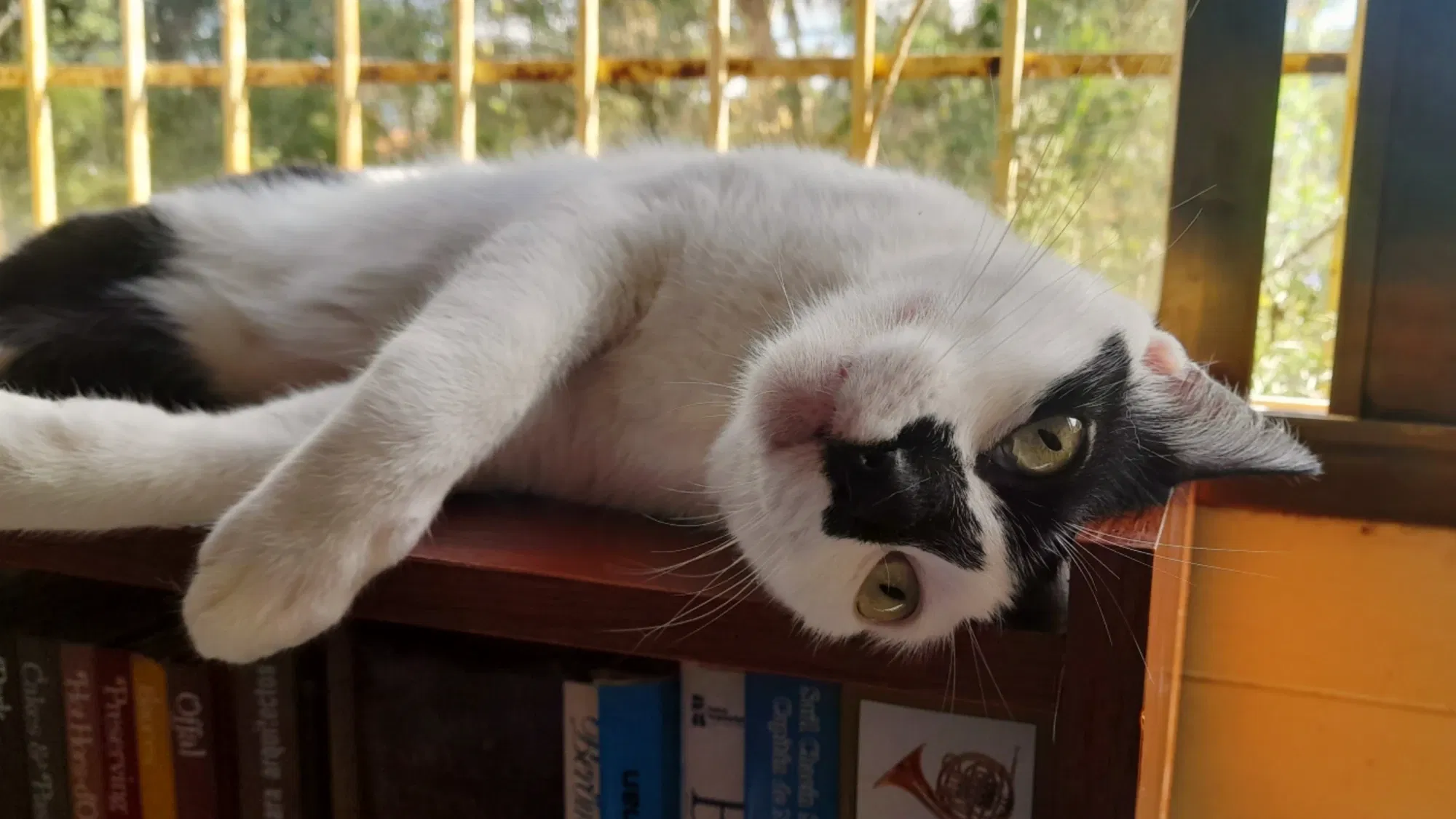 Gatitos ocurrentes | Witty kittens 