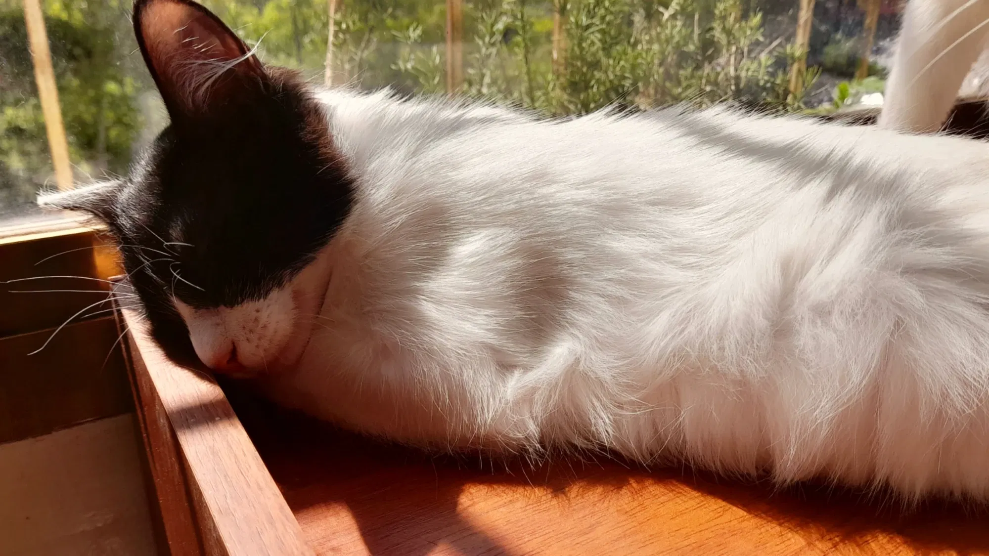 Gatitos blanco y negro | Black and white cats