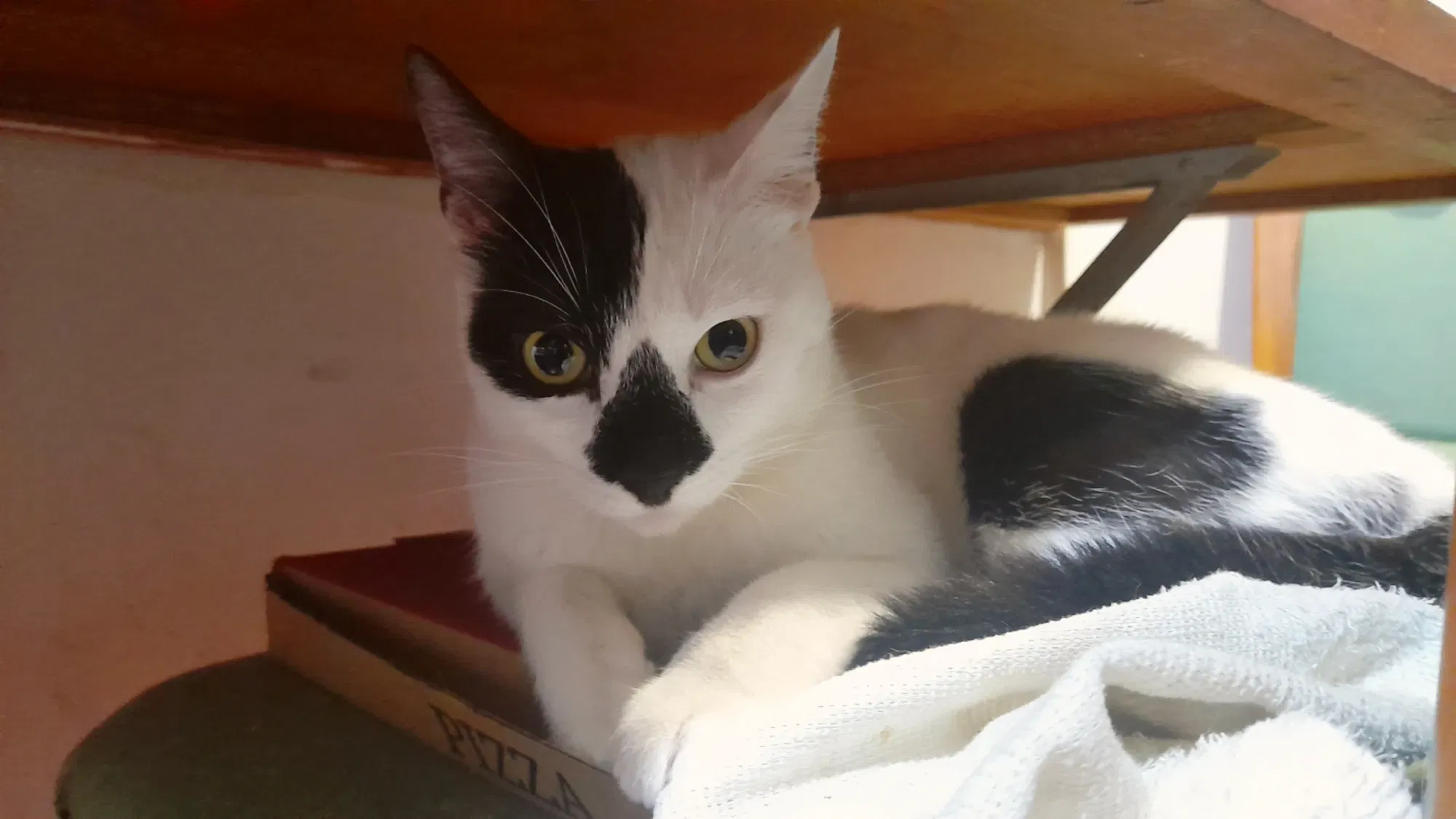 Los gatos más lindos | The cutest cats