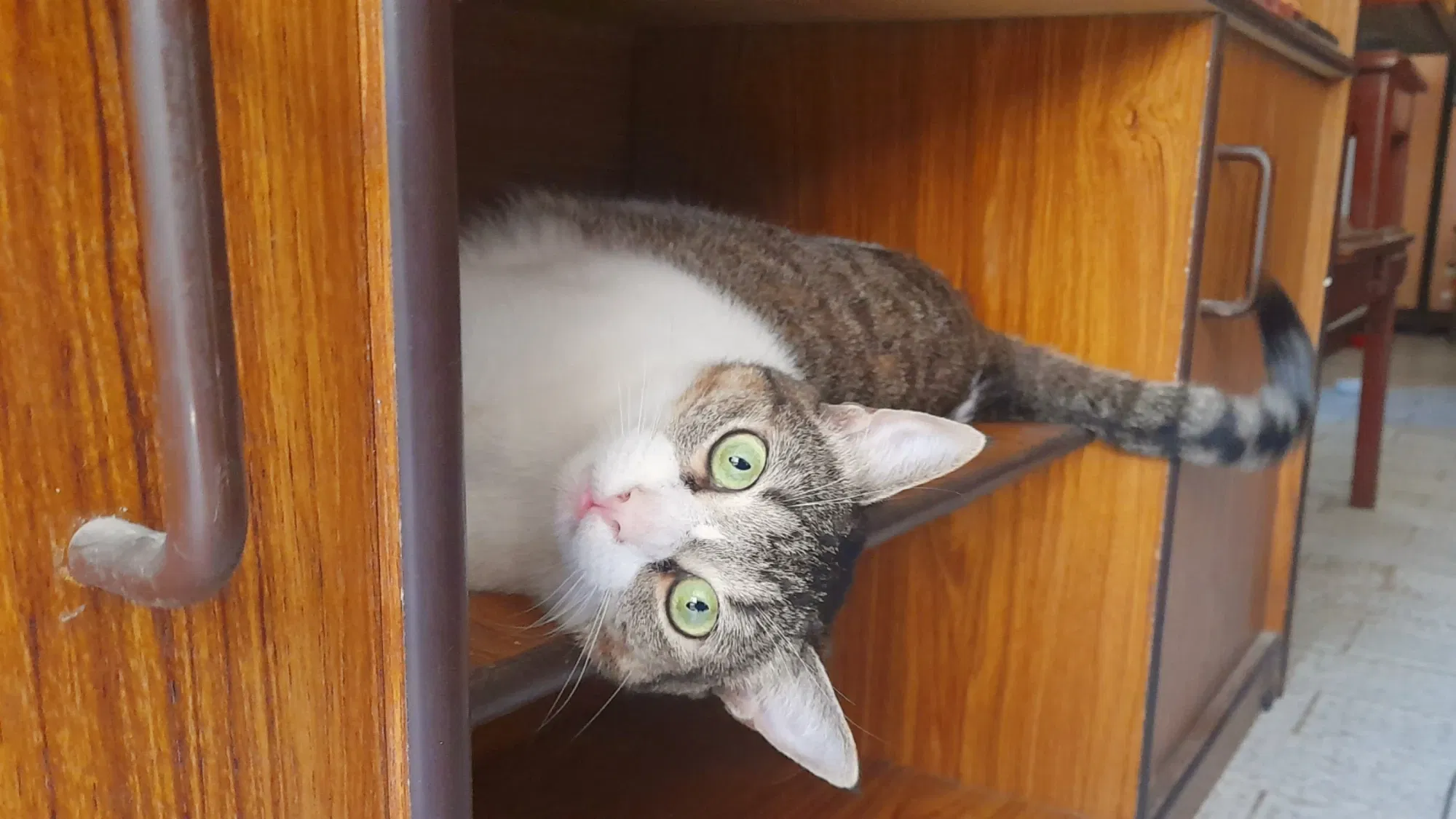 Gatitos ocurrentes | Witty kittens 